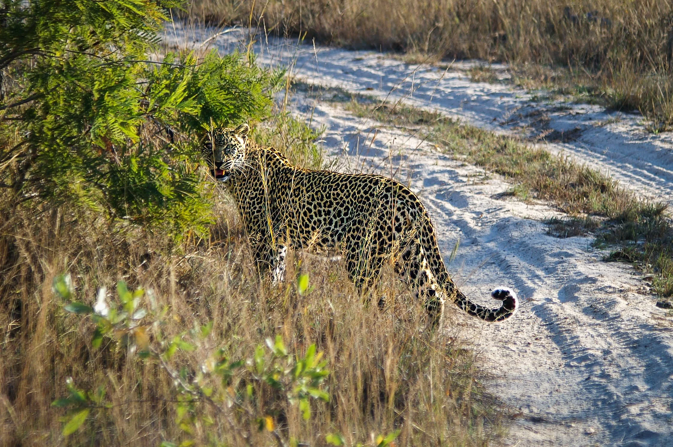 Zuid-Afrika Sabie Sand_0360-bewerkt-1.jpg