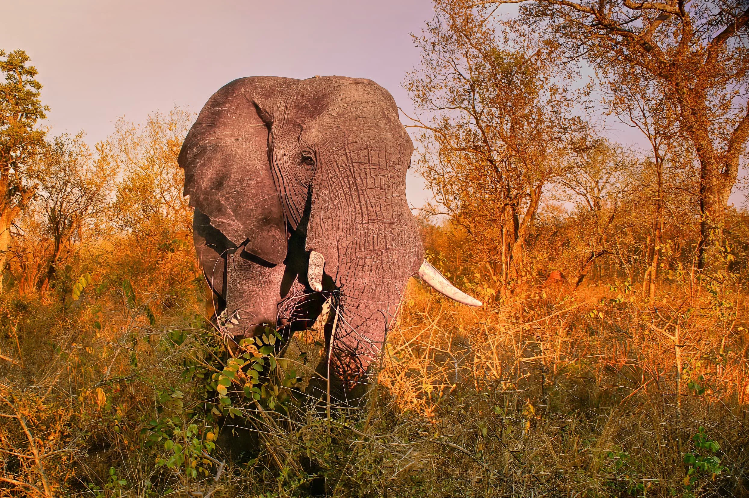 Zuid-Afrika Sabie Sand_0438-bewerkt-2.jpg