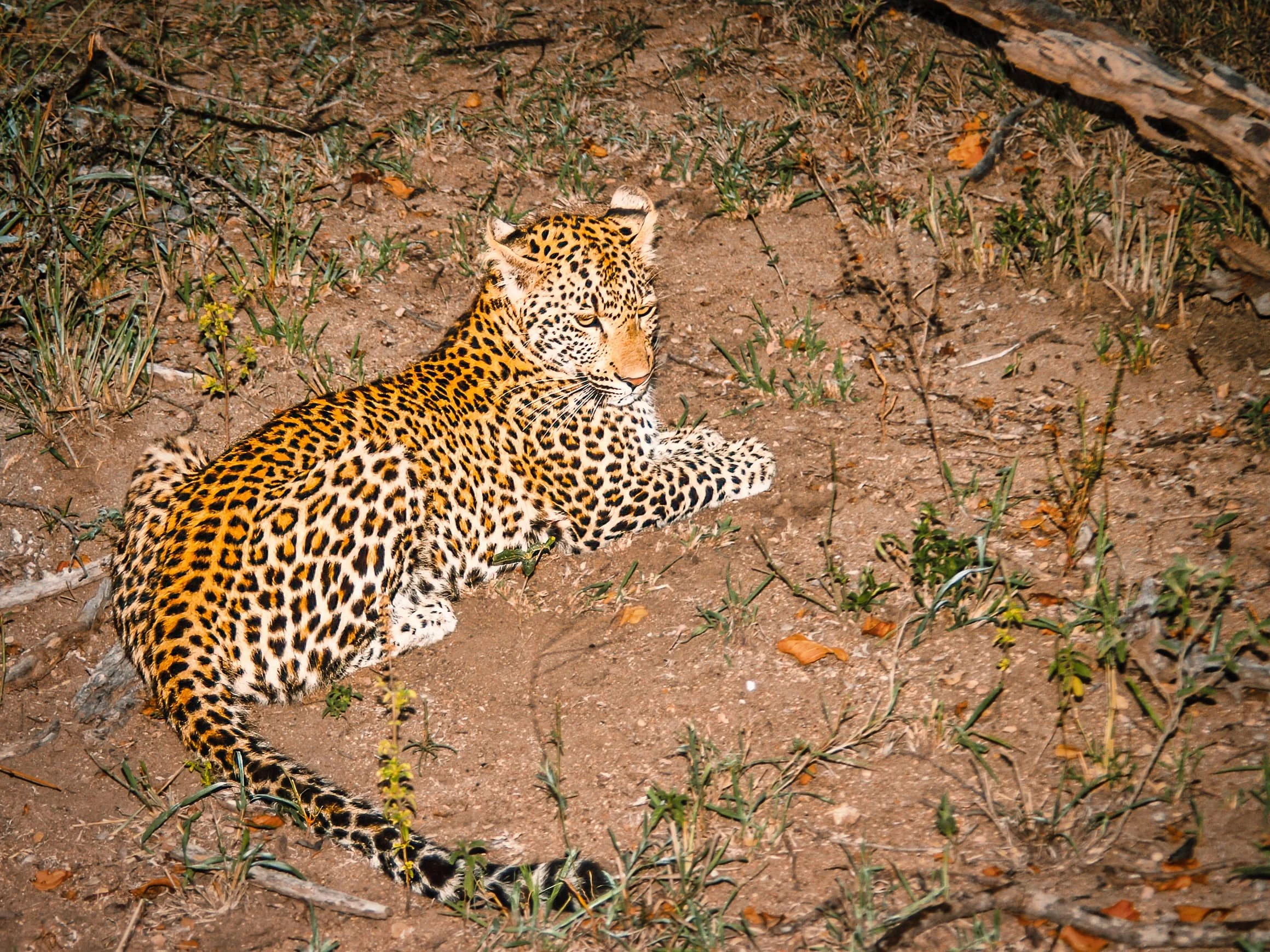 Zuid-Afrika Sabie Sand_0286-bewerkt-1.jpg