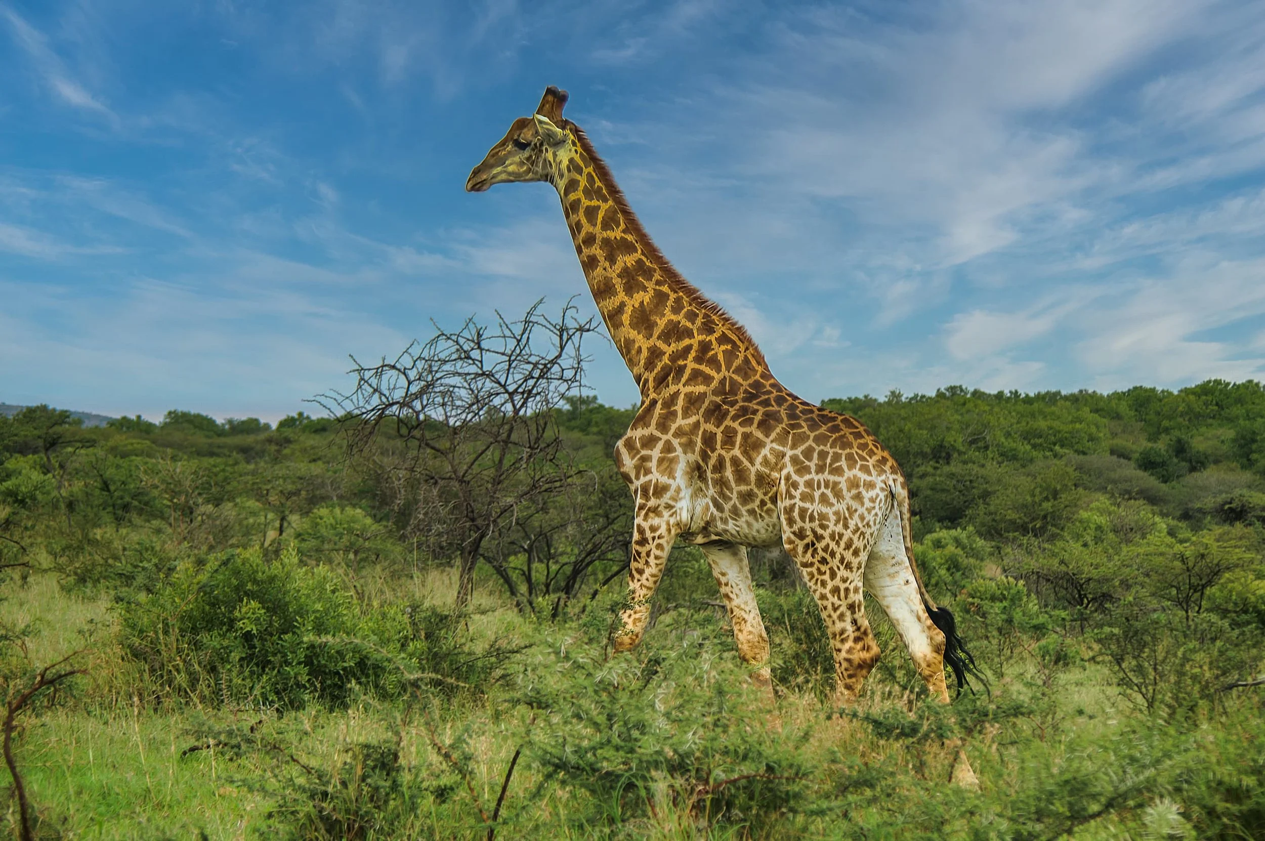 Zuid-Afrika St Lucia_0159-bewerkt.jpg