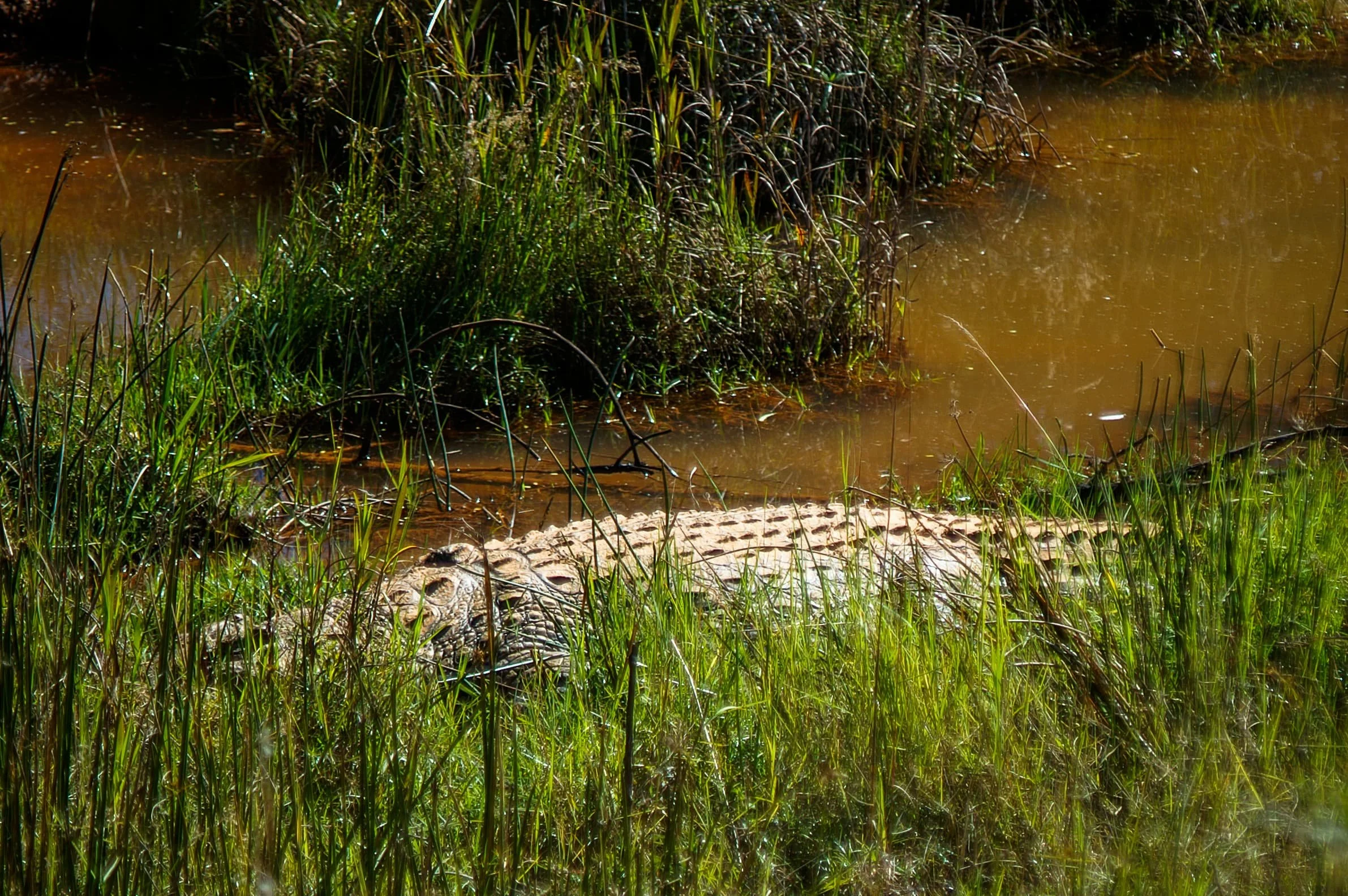 Zuid-Afrika Swaziland_0227.jpg