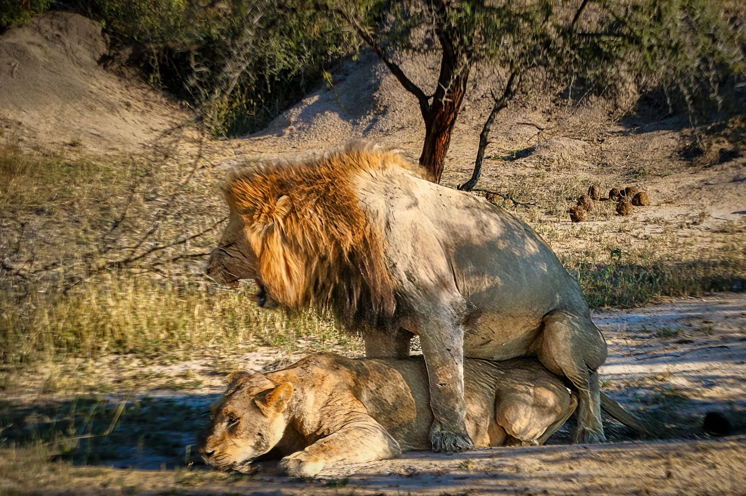 Zuid-Afrika Sabie Sand_0680-bewerkt-2.jpg
