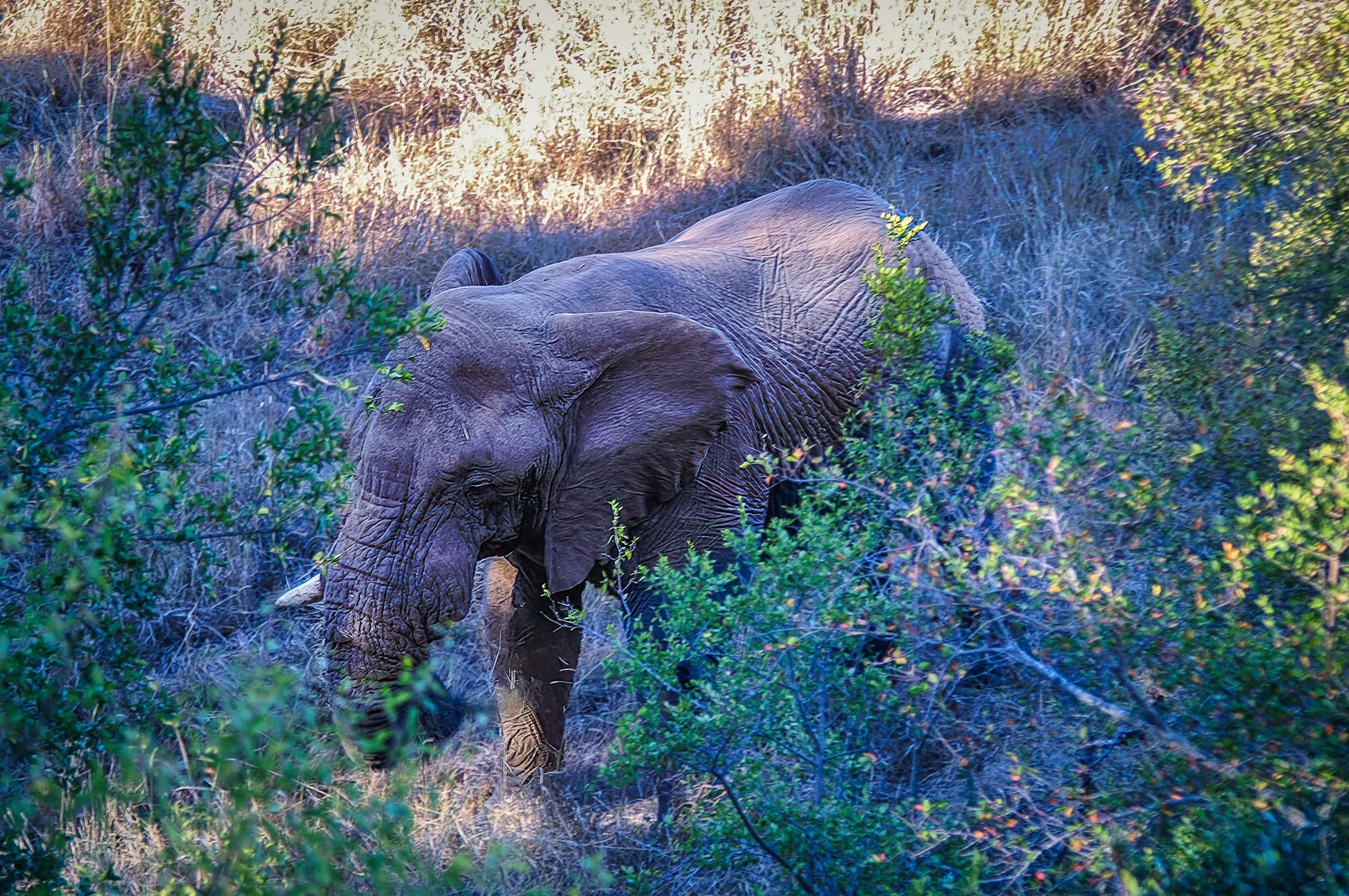 Zuid-Afrika Sabie Sand_0265-bewerkt.jpg