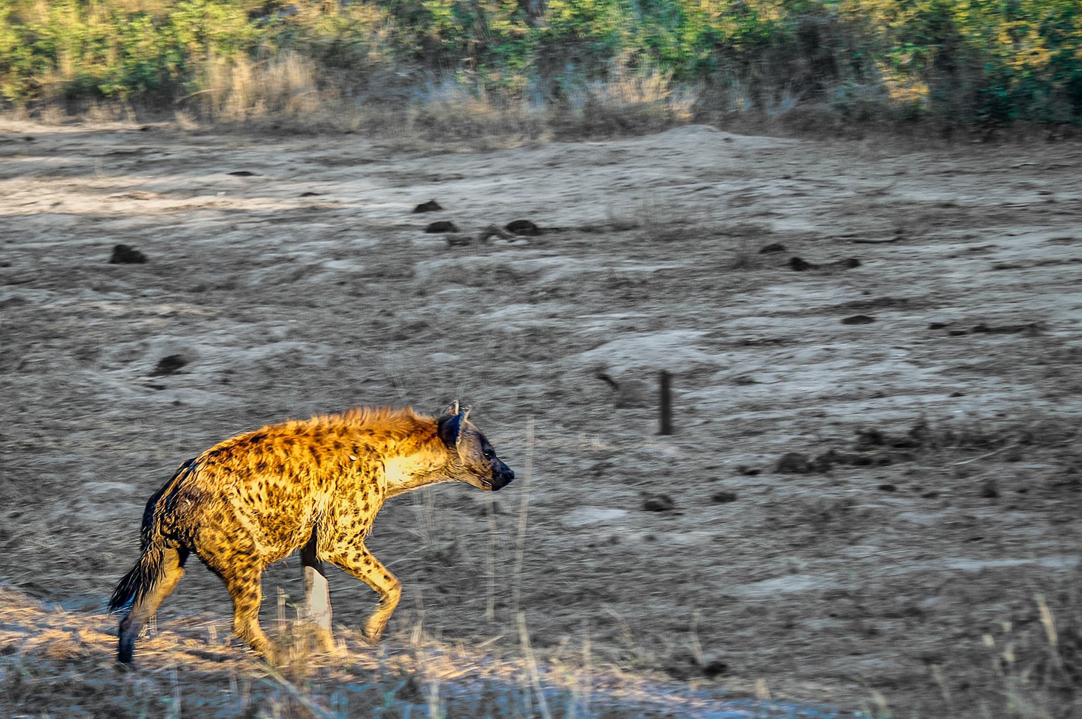 Zuid-Afrika Sabie Sand_0407-bewerkt-1.jpg