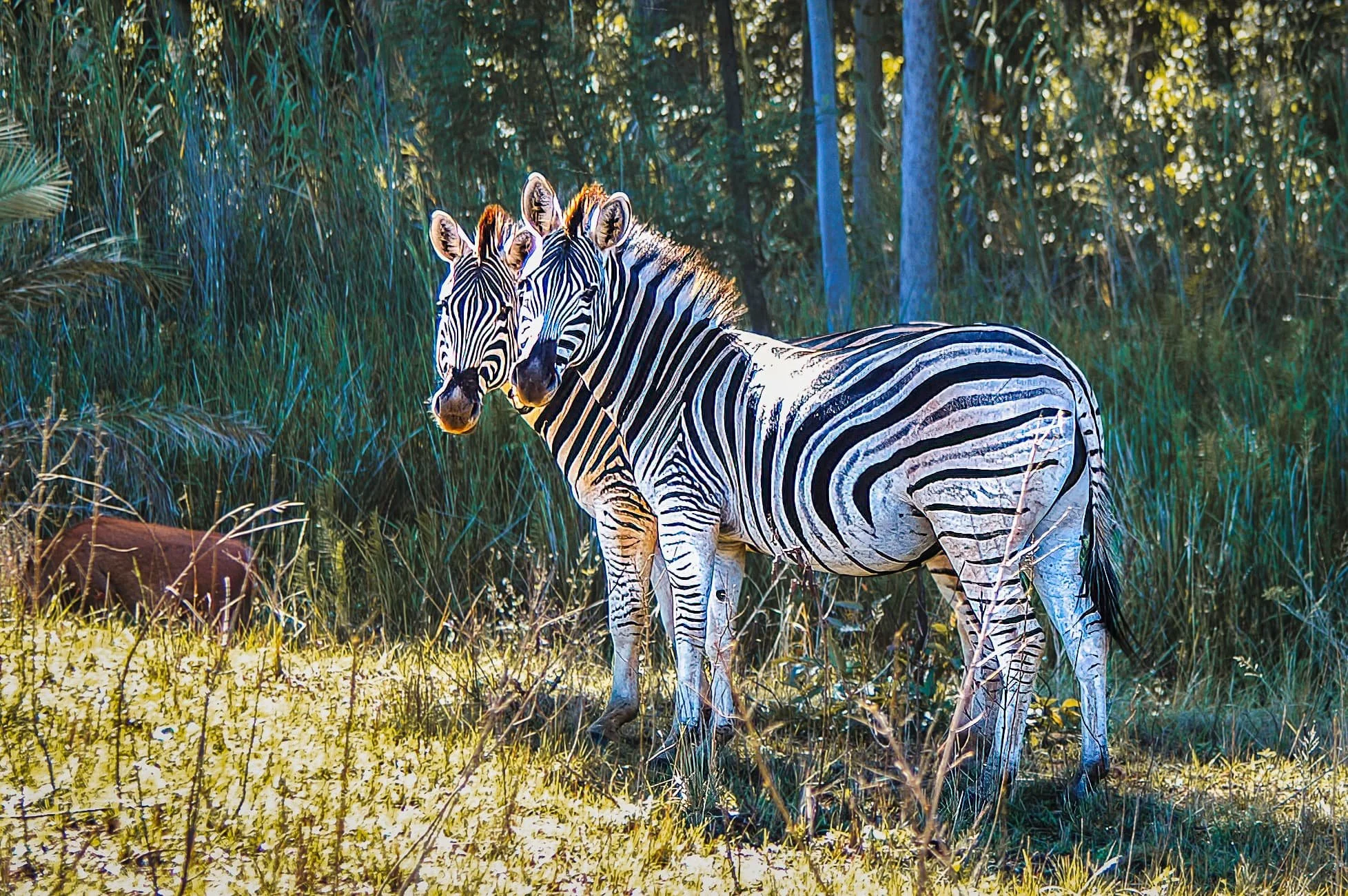 Zuid-Afrika Swaziland_0219-bewerkt.jpg