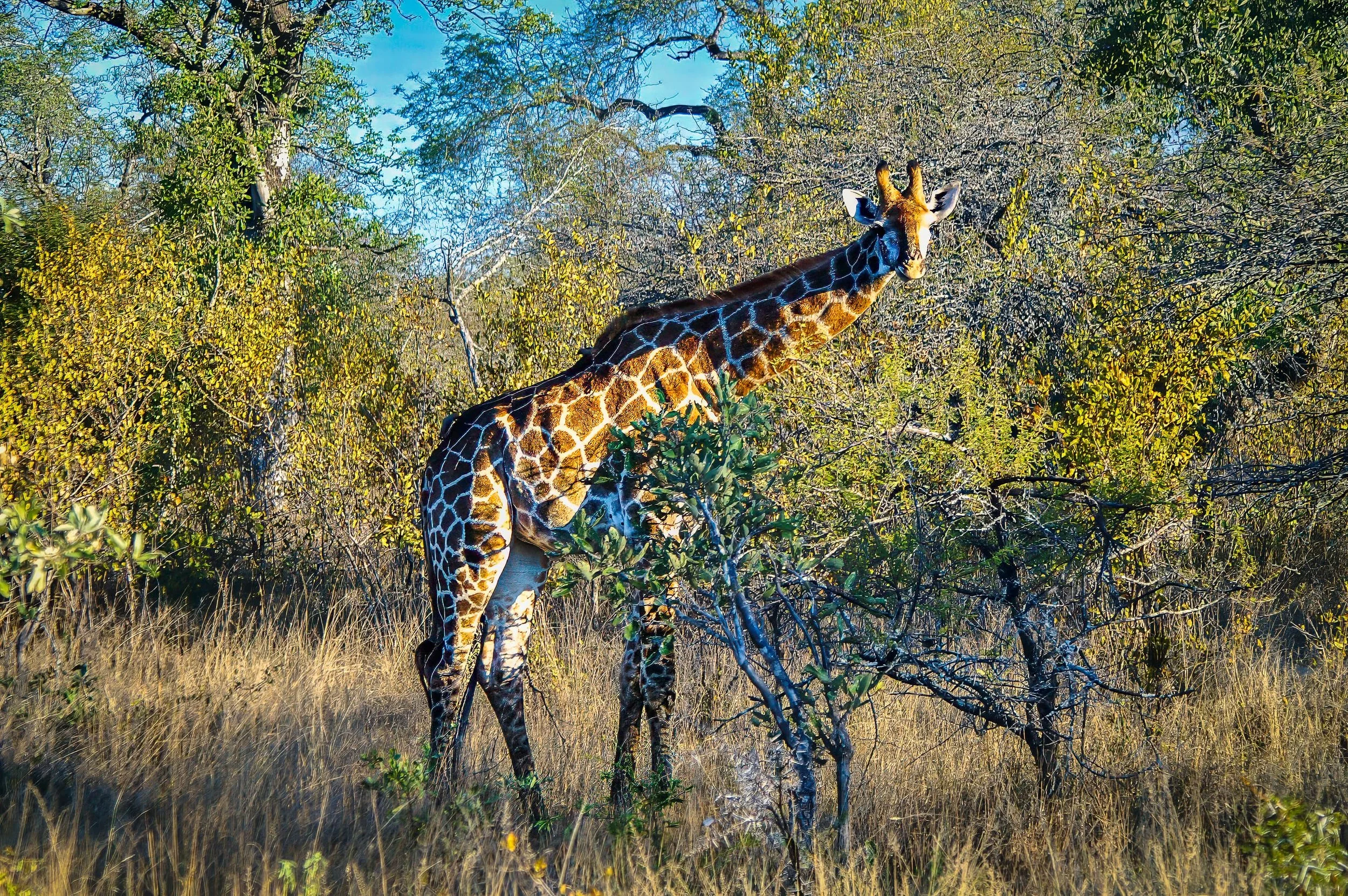 Zuid-Afrika Sabie Sand_0403-bewerkt-1.jpg