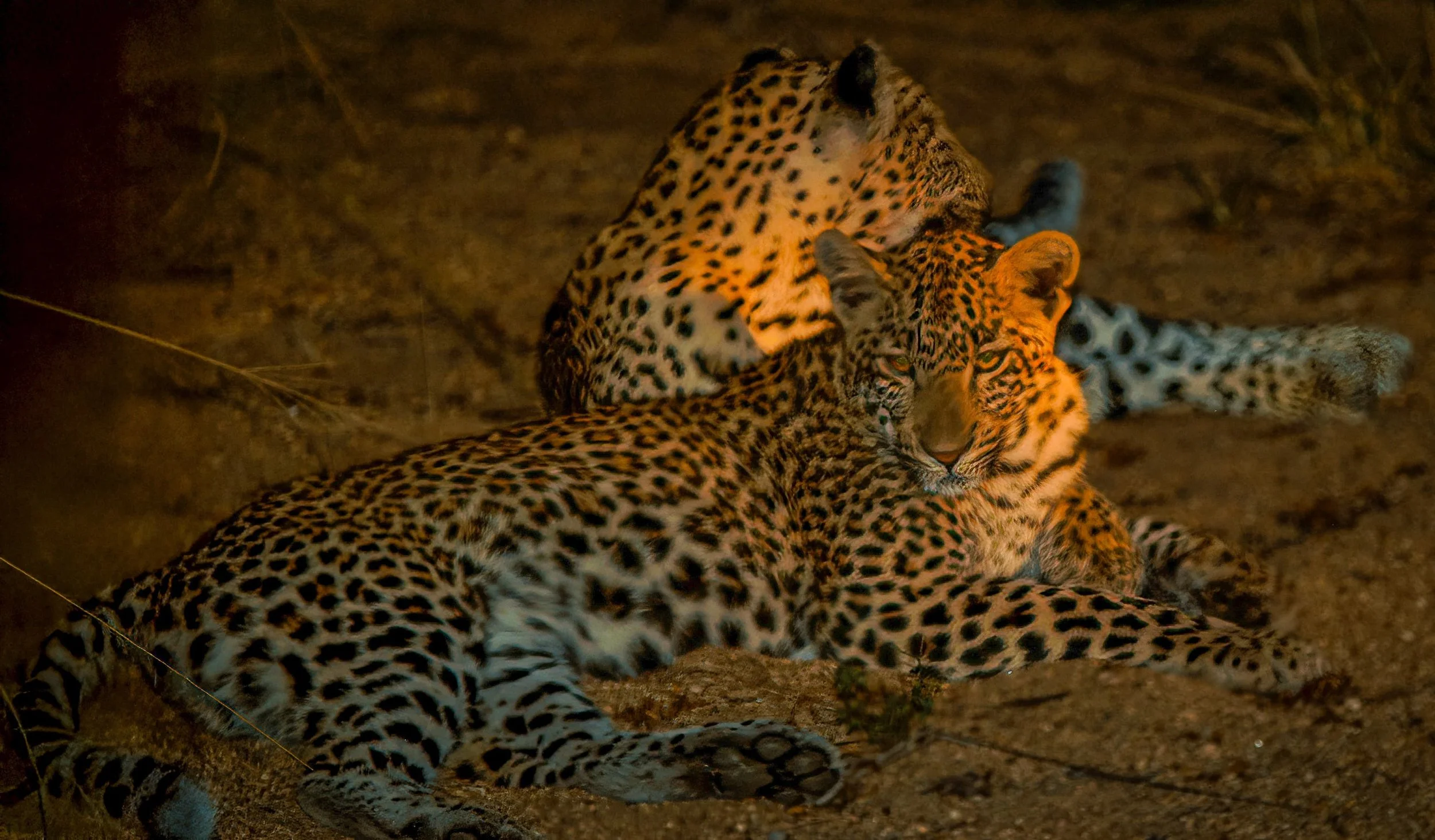 Zuid-Afrika Sabie Sand_0425-bewerkt-1.jpg