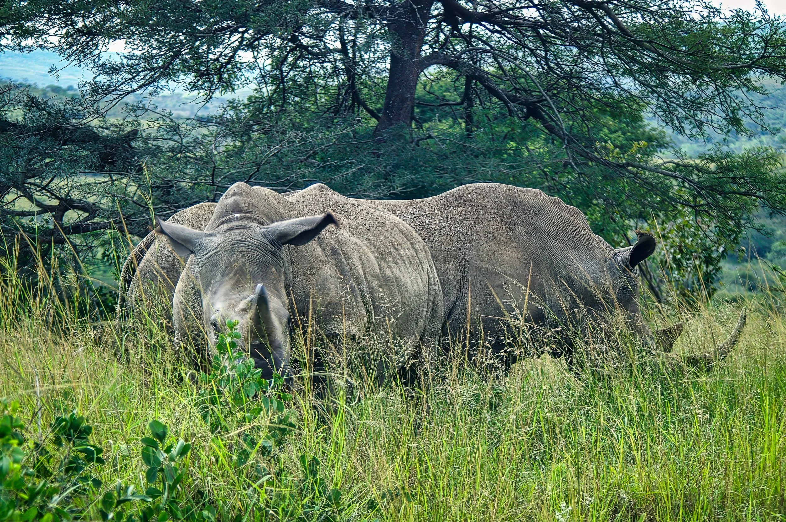 Zuid-Afrika St Lucia_0162-bewerkt.jpg