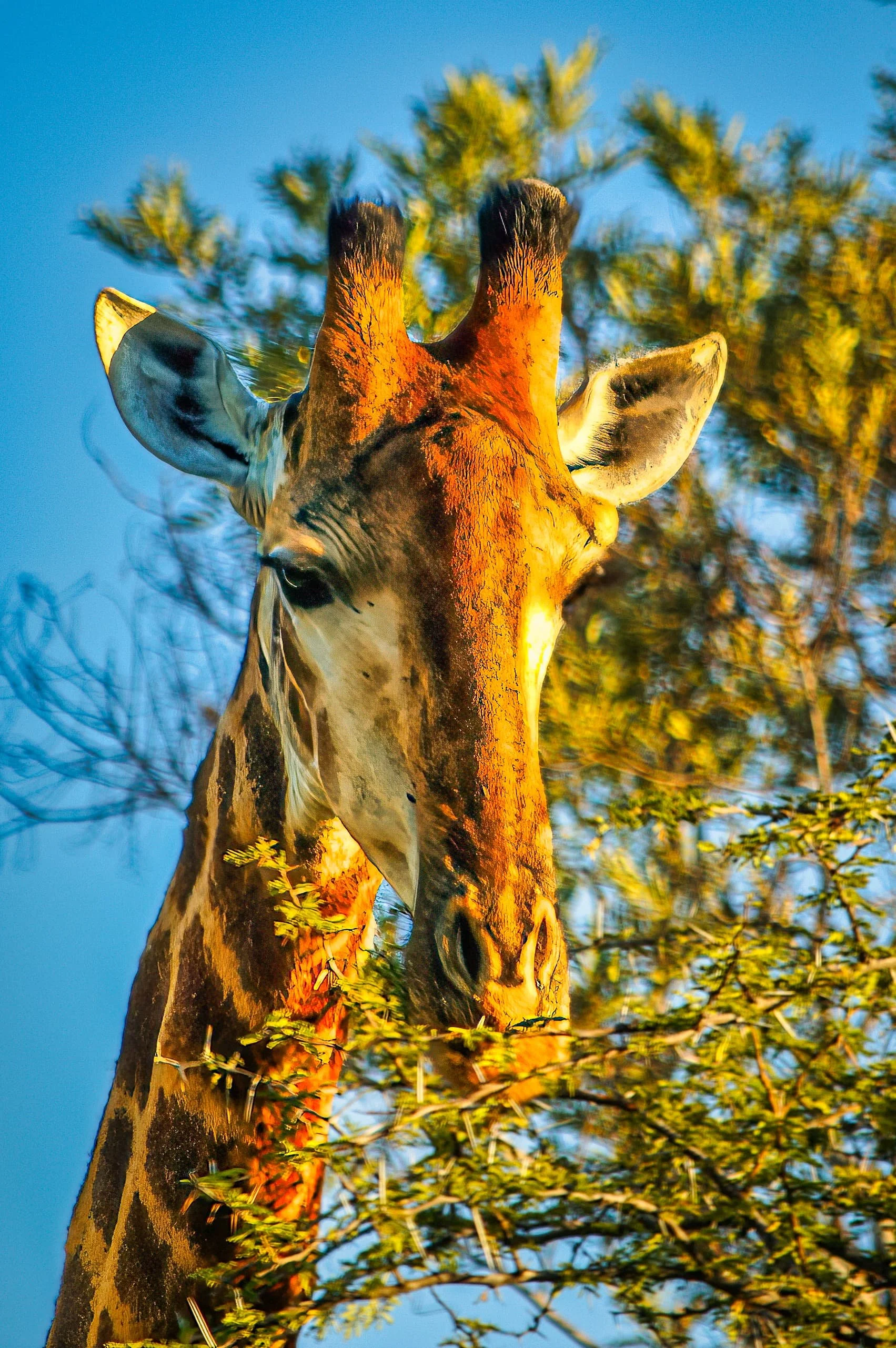 Zuid-Afrika Sabie Sand_0399-bewerkt-1.jpg