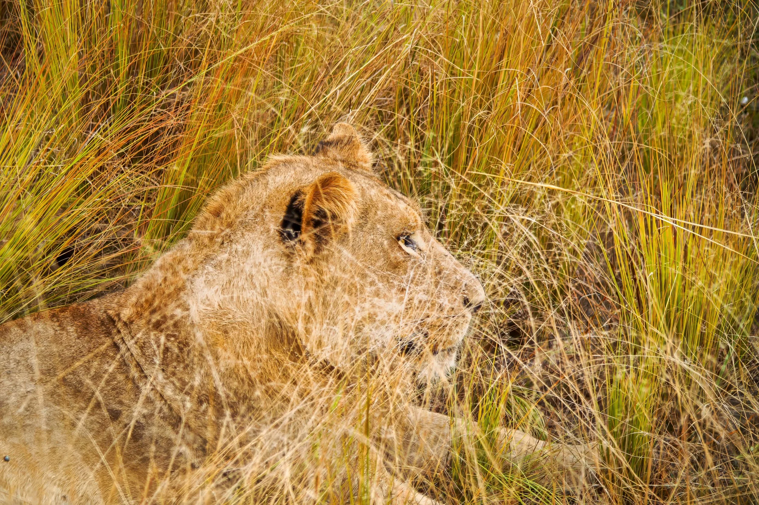 Zuid-Afrika Sabie Sand_0423-bewerkt-1.jpg