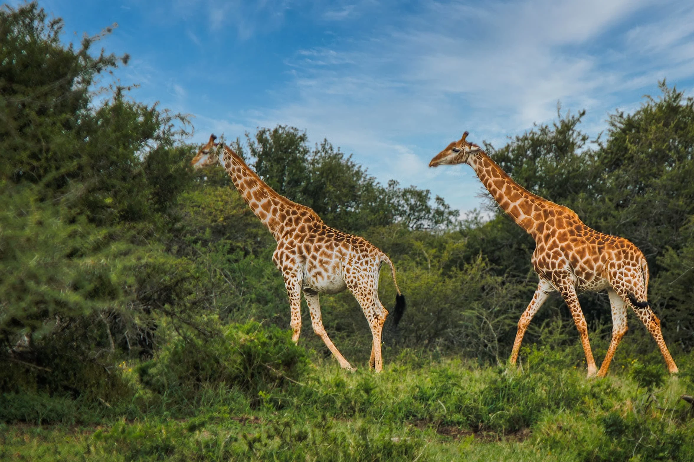 Zuid-Afrika St Lucia_0160-bewerkt.jpg