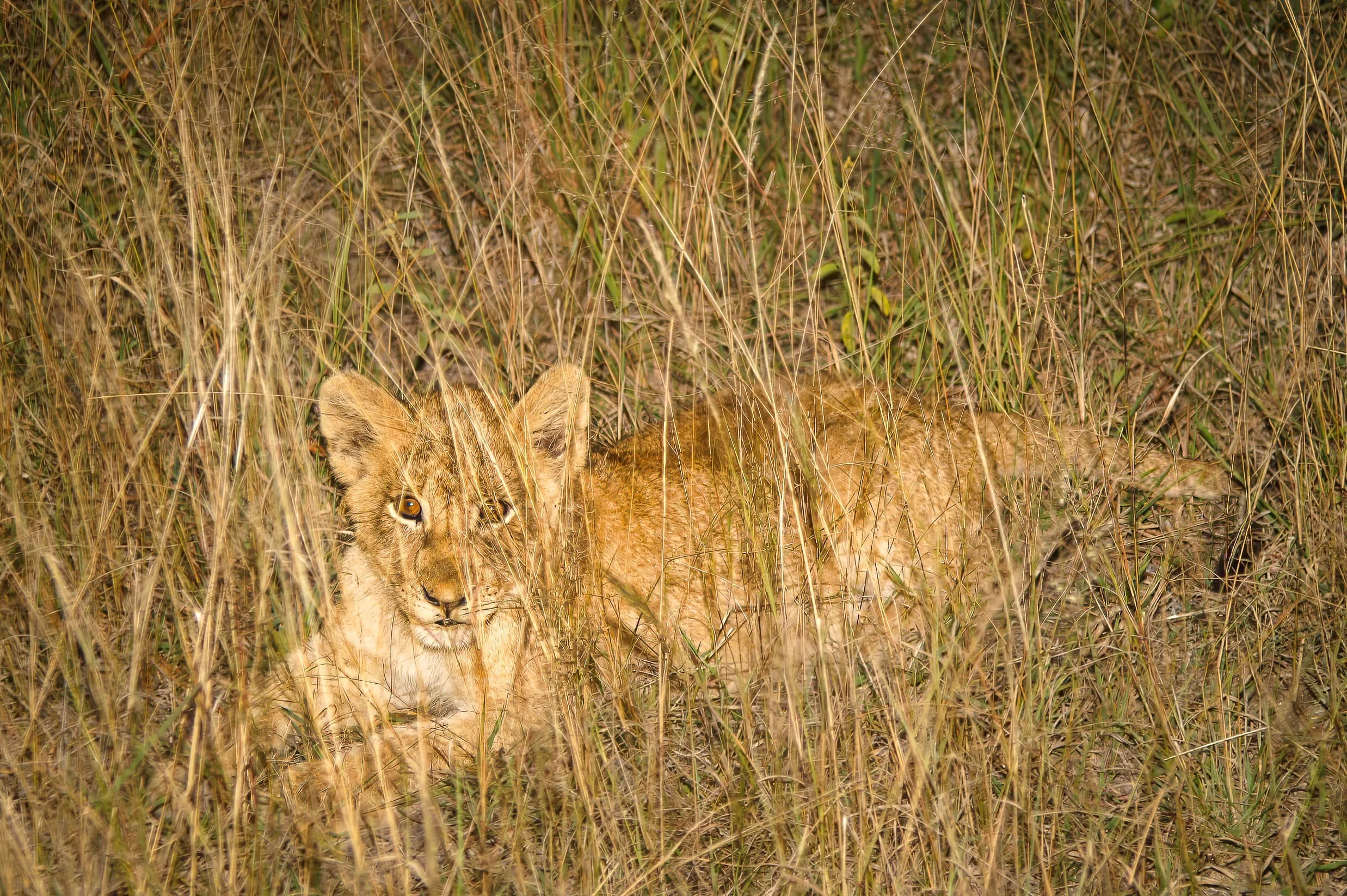 Zuid-Afrika Sabie Sand_0419-bewerkt-1.jpg