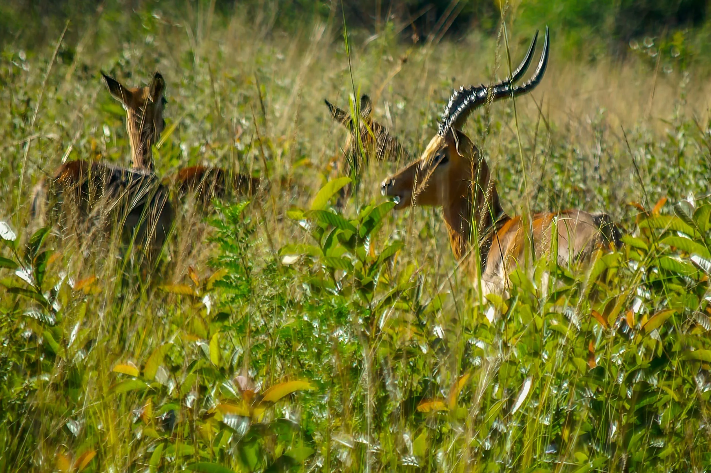Zuid-Afrika Swaziland_0209-bewerkt.jpg