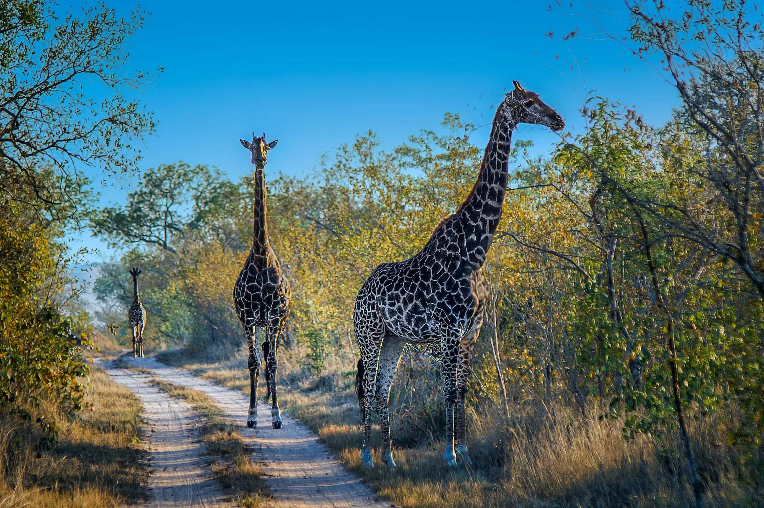Zuid-Afrika Sabie Sand_0658-bewerkt-2.jpg