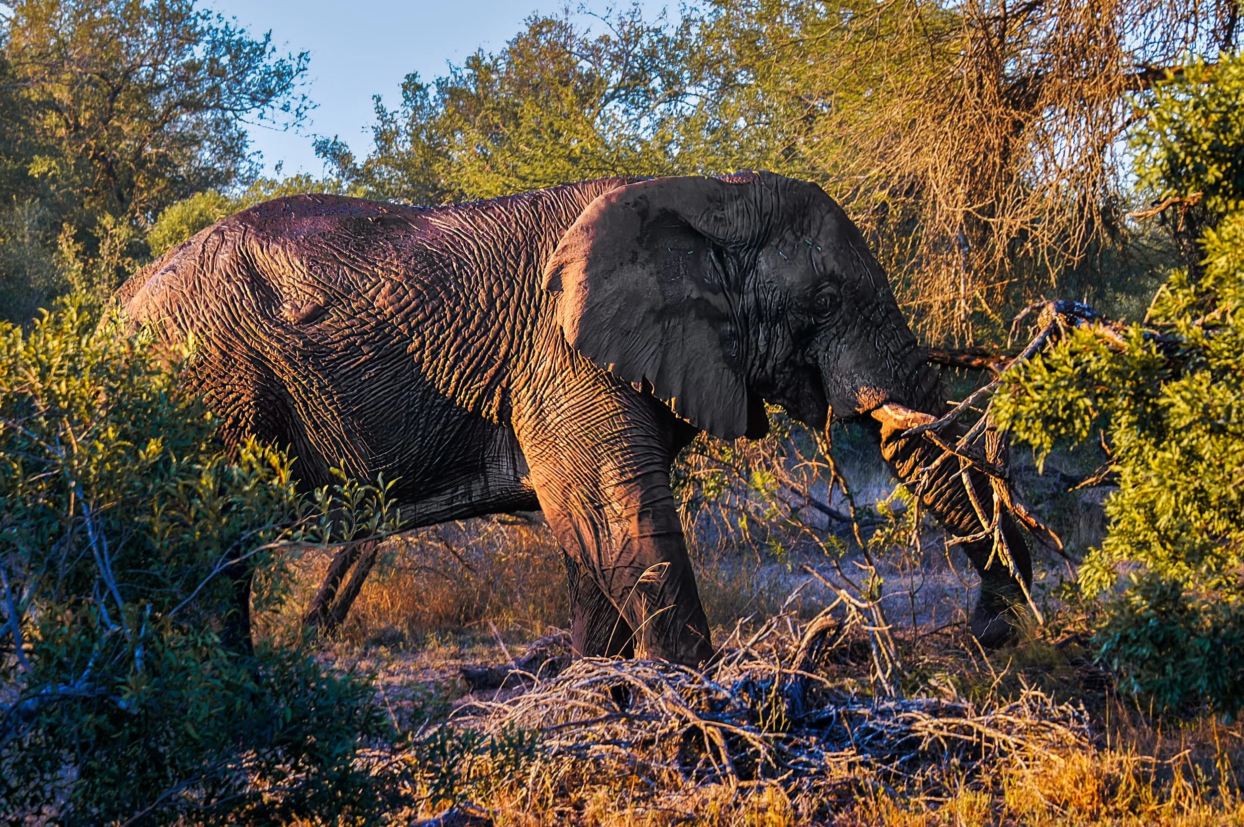 Zuid-Afrika Sabie Sand_0413-bewerkt-1.jpg