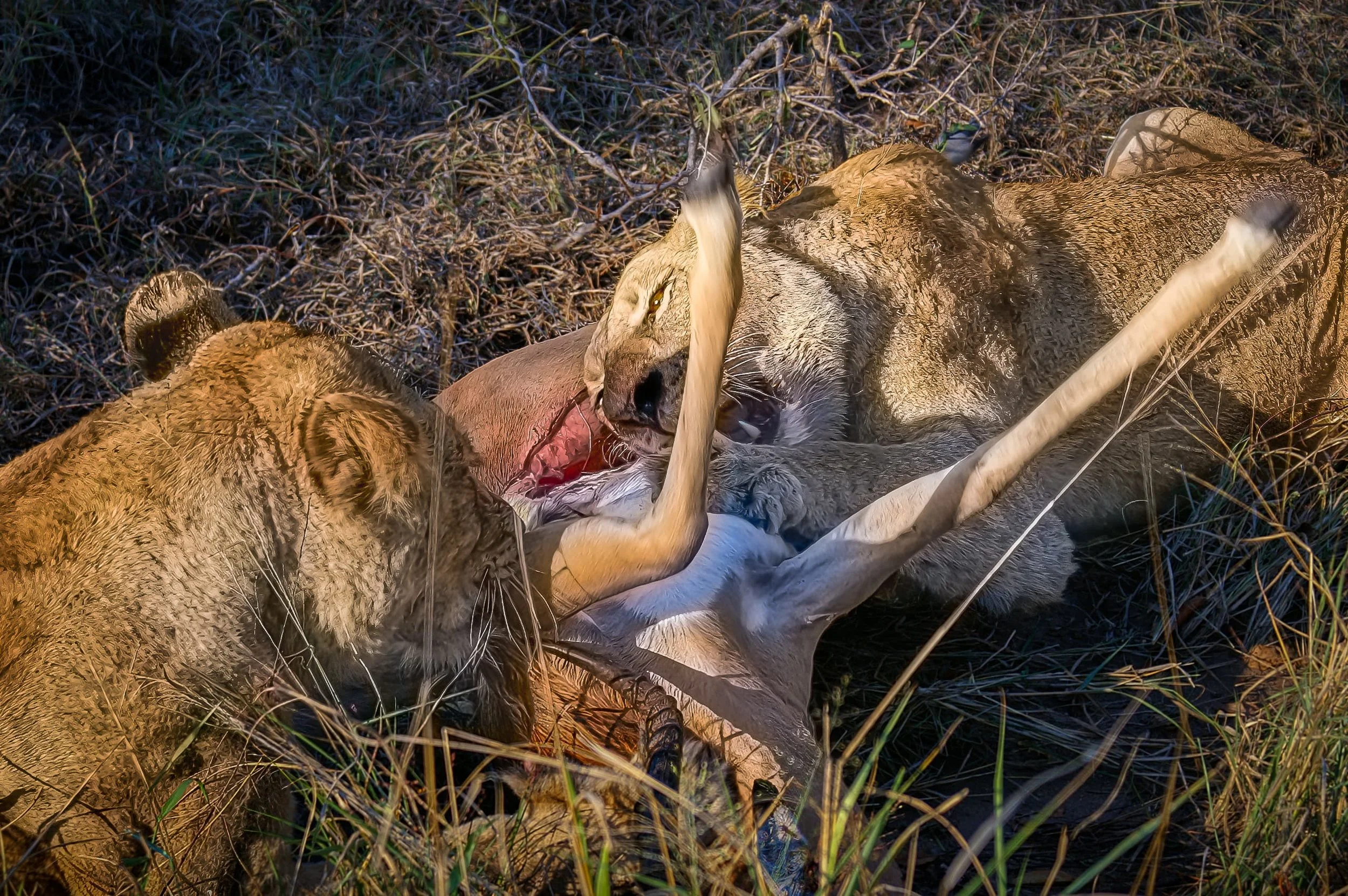 Zuid-Afrika Sabie Sand_0499-bewerkt-2.jpg