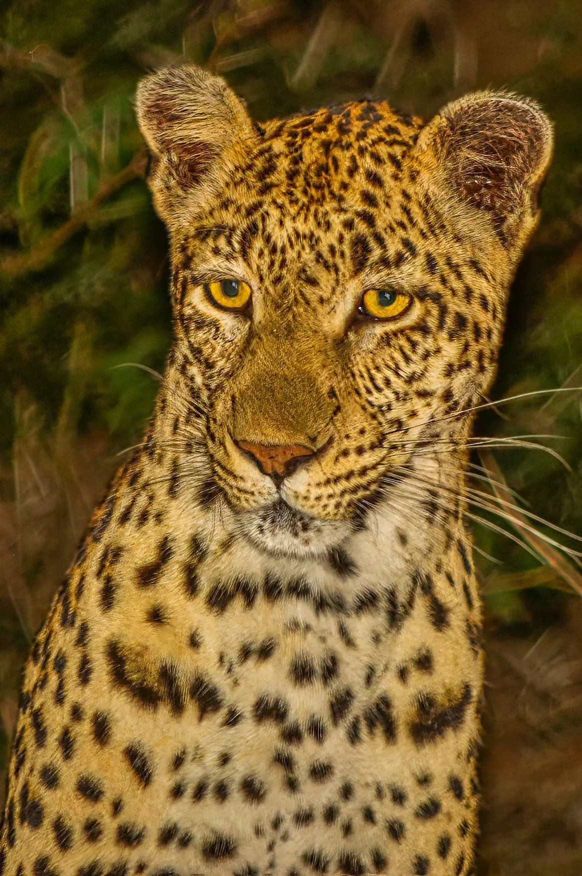 Zuid-Afrika Sabie Sand_0429-bewerkt-2.jpg