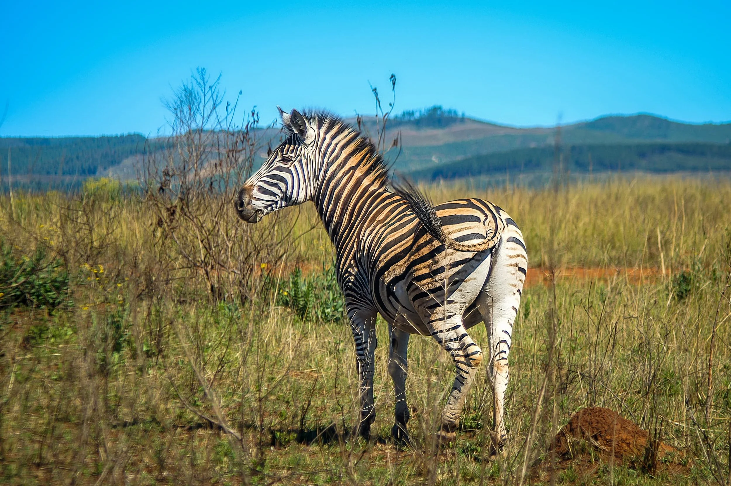 Zuid-Afrika Swaziland_0222-bewerkt.jpg