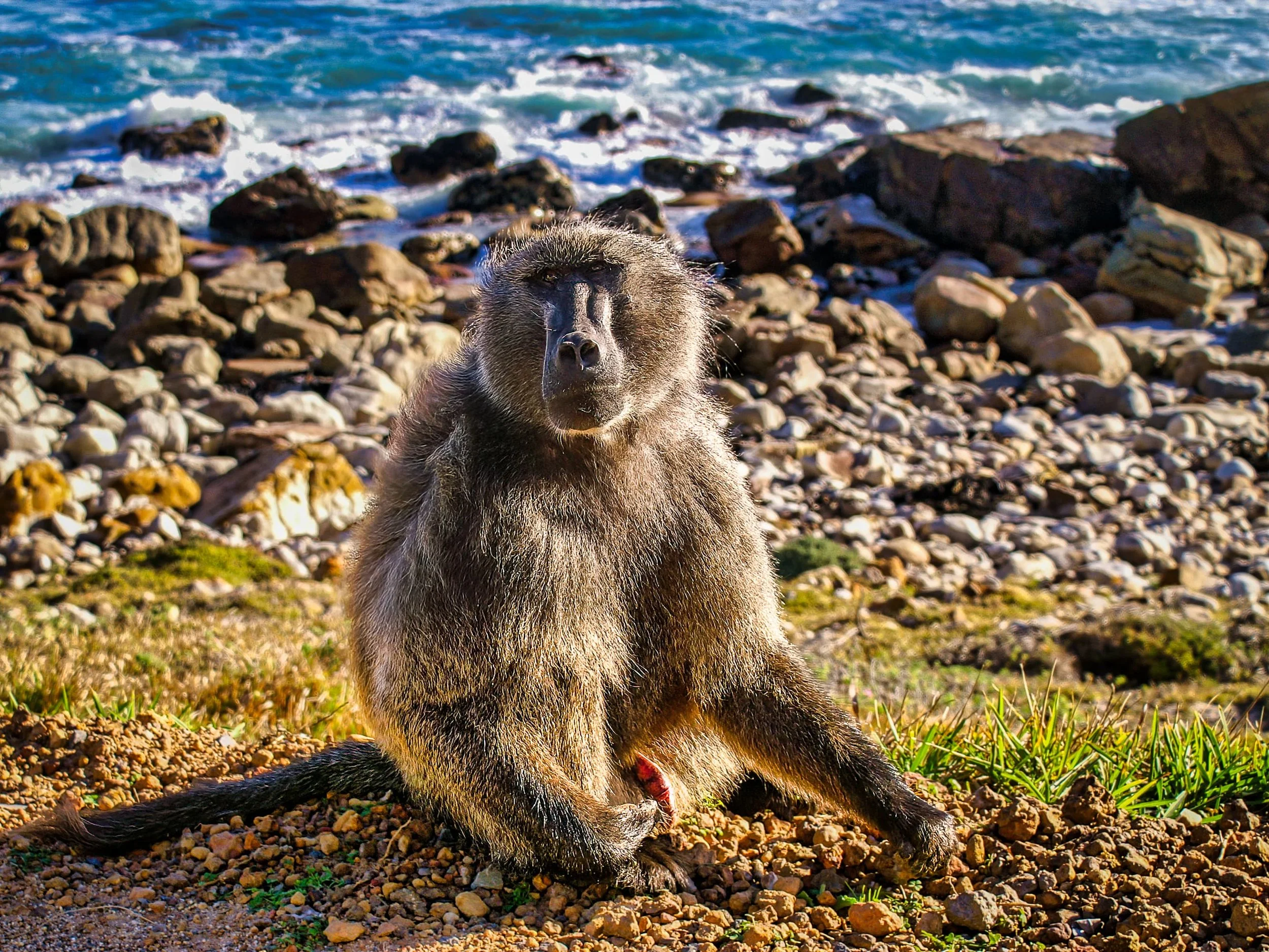 Zuid-Afrika Kaapstad_0050-bewerkt.jpg