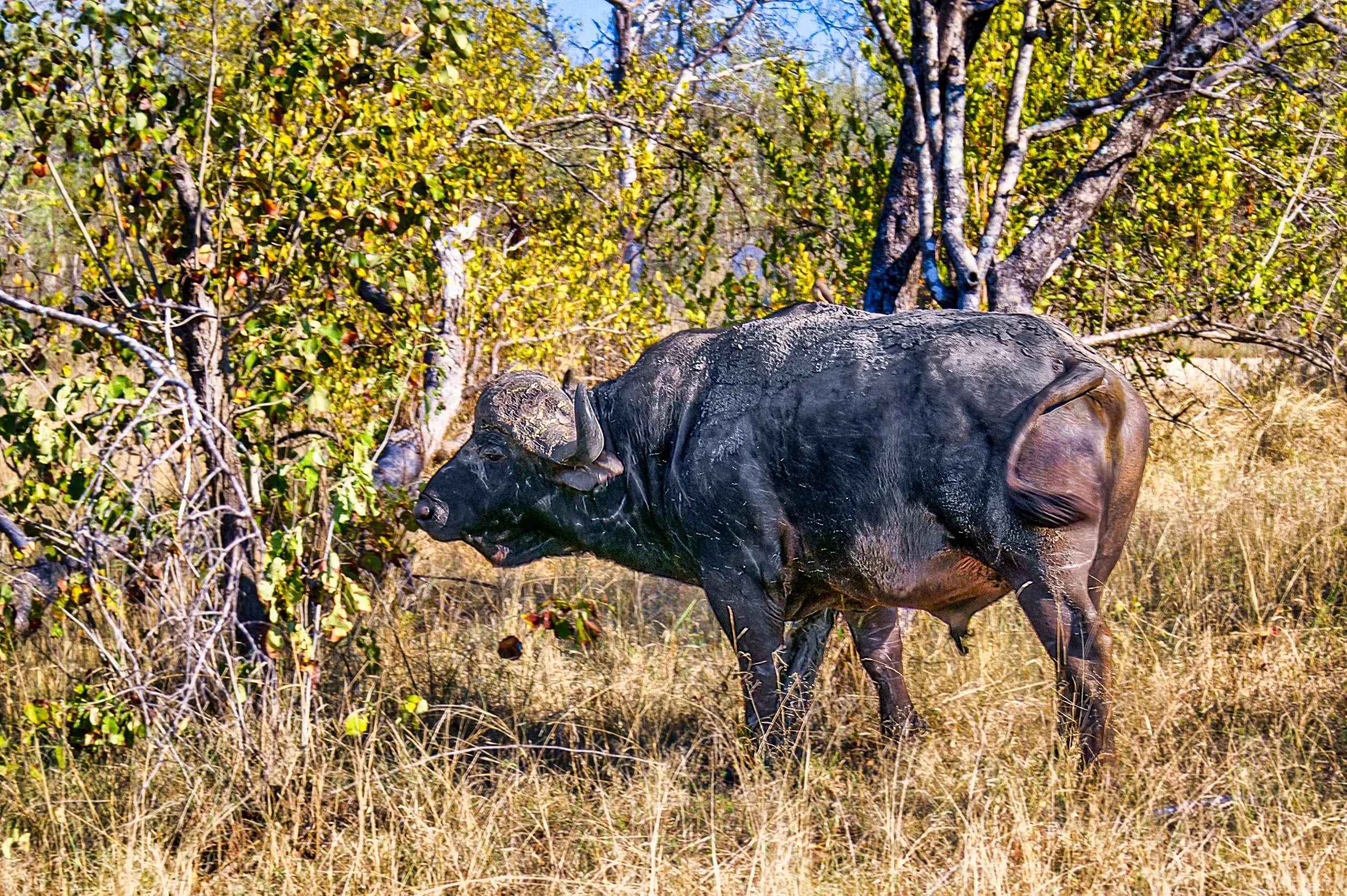 Zuid-Afrika Sabie Sand_0372-bewerkt-1.jpg