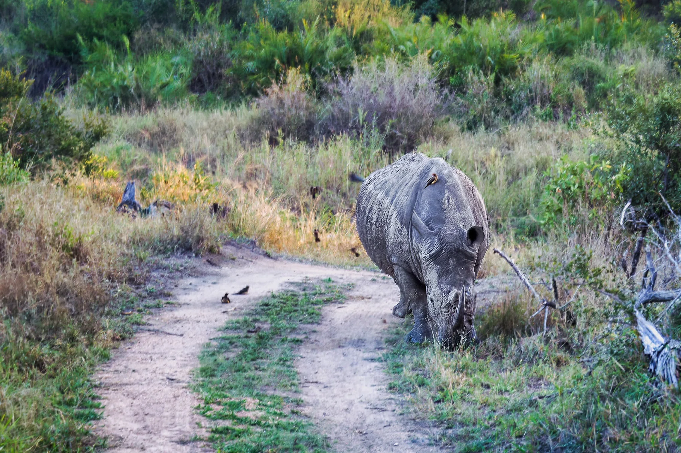Zuid-Afrika Sabie Sand_0414-bewerkt-2-1.jpg