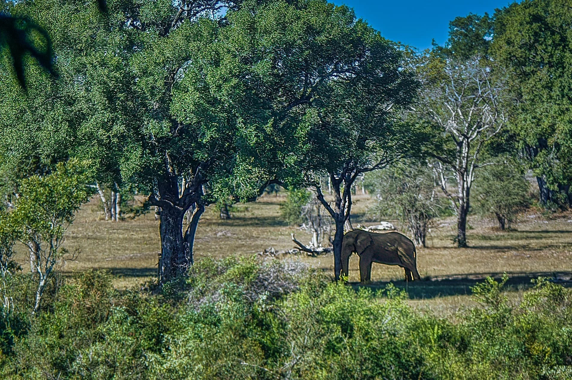 Zuid-Afrika Sabie Sand_0264-bewerkt.jpg