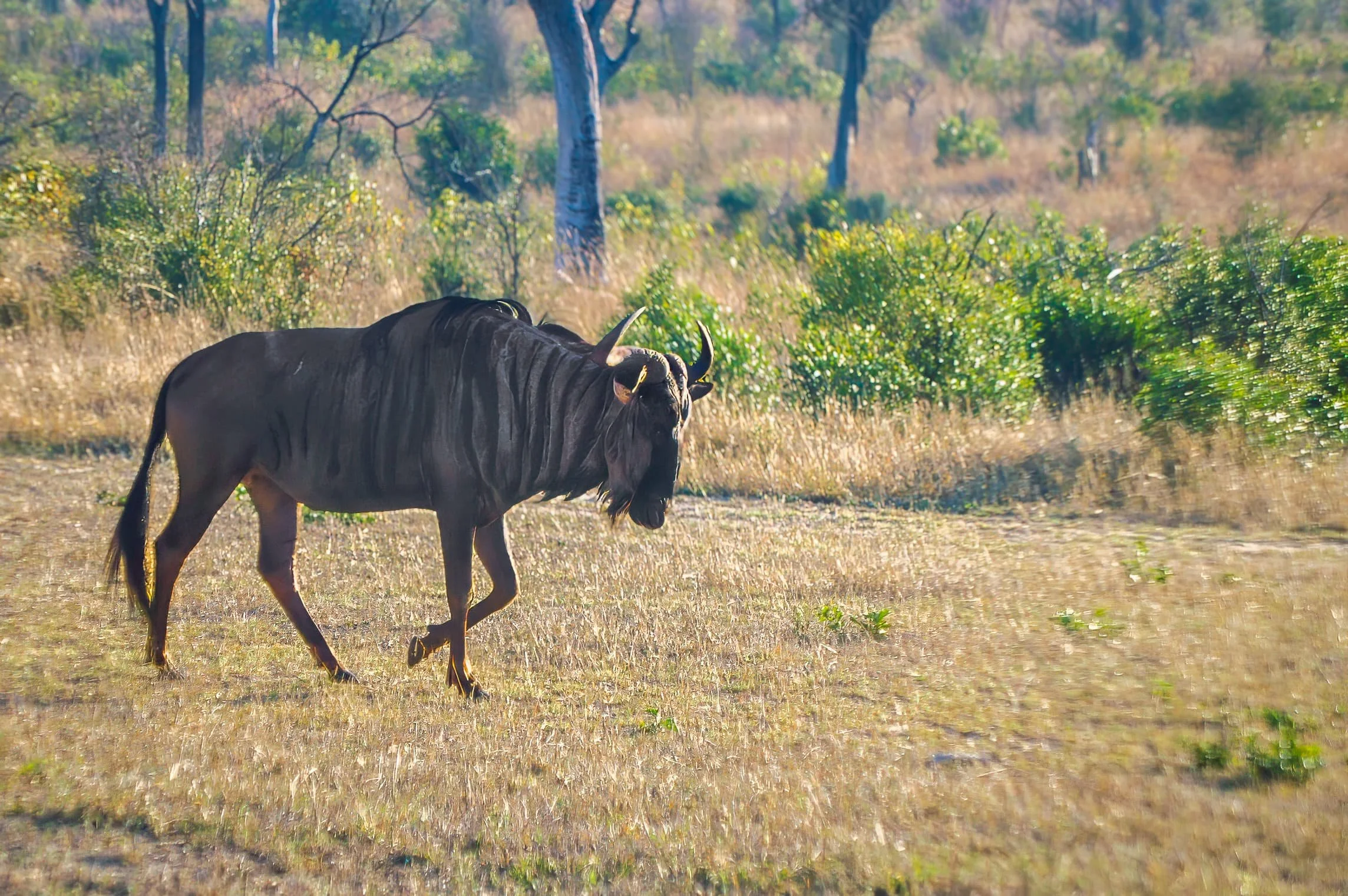 Zuid-Afrika Sabie Sand_0354-bewerkt-1.jpg