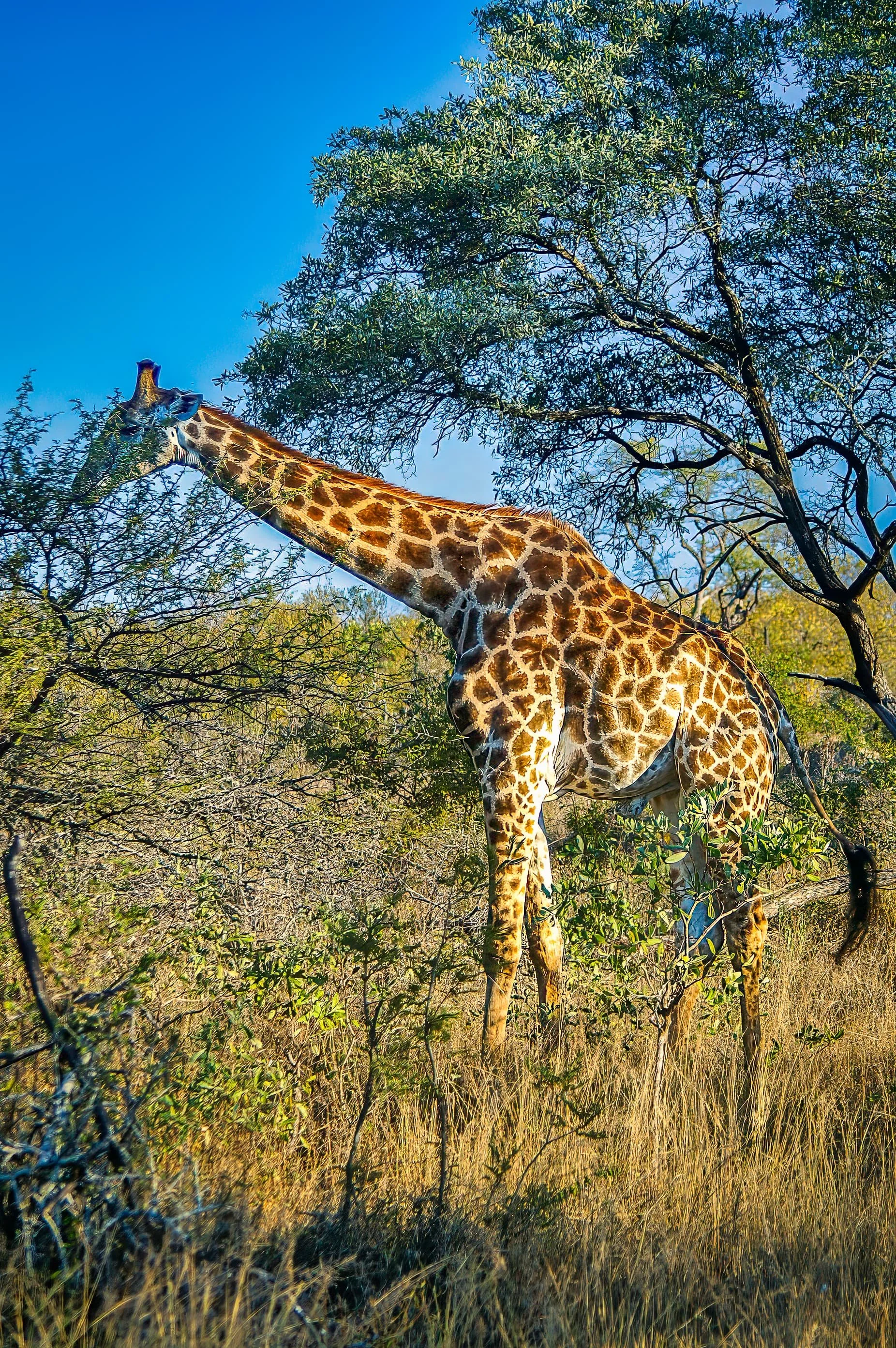 Zuid-Afrika Sabie Sand_0390-bewerkt-1.jpg