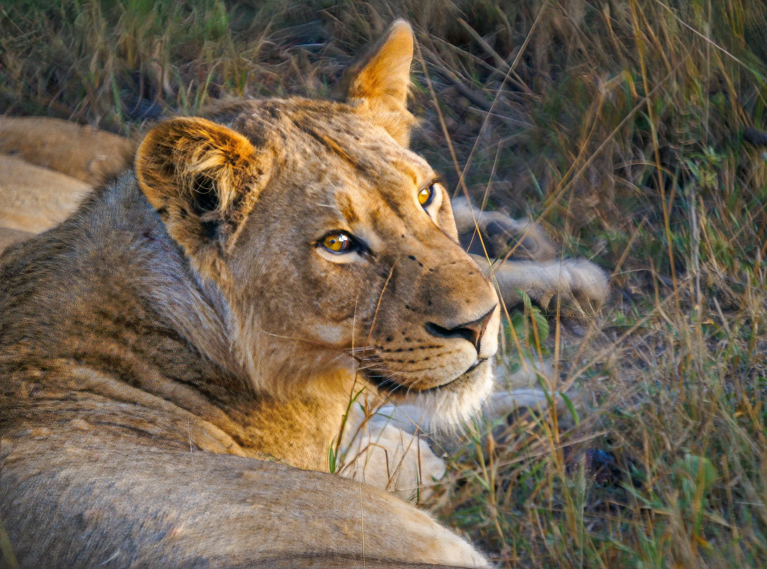 Zuid-Afrika Sabie Sand_0322-bewerkt-1.jpg
