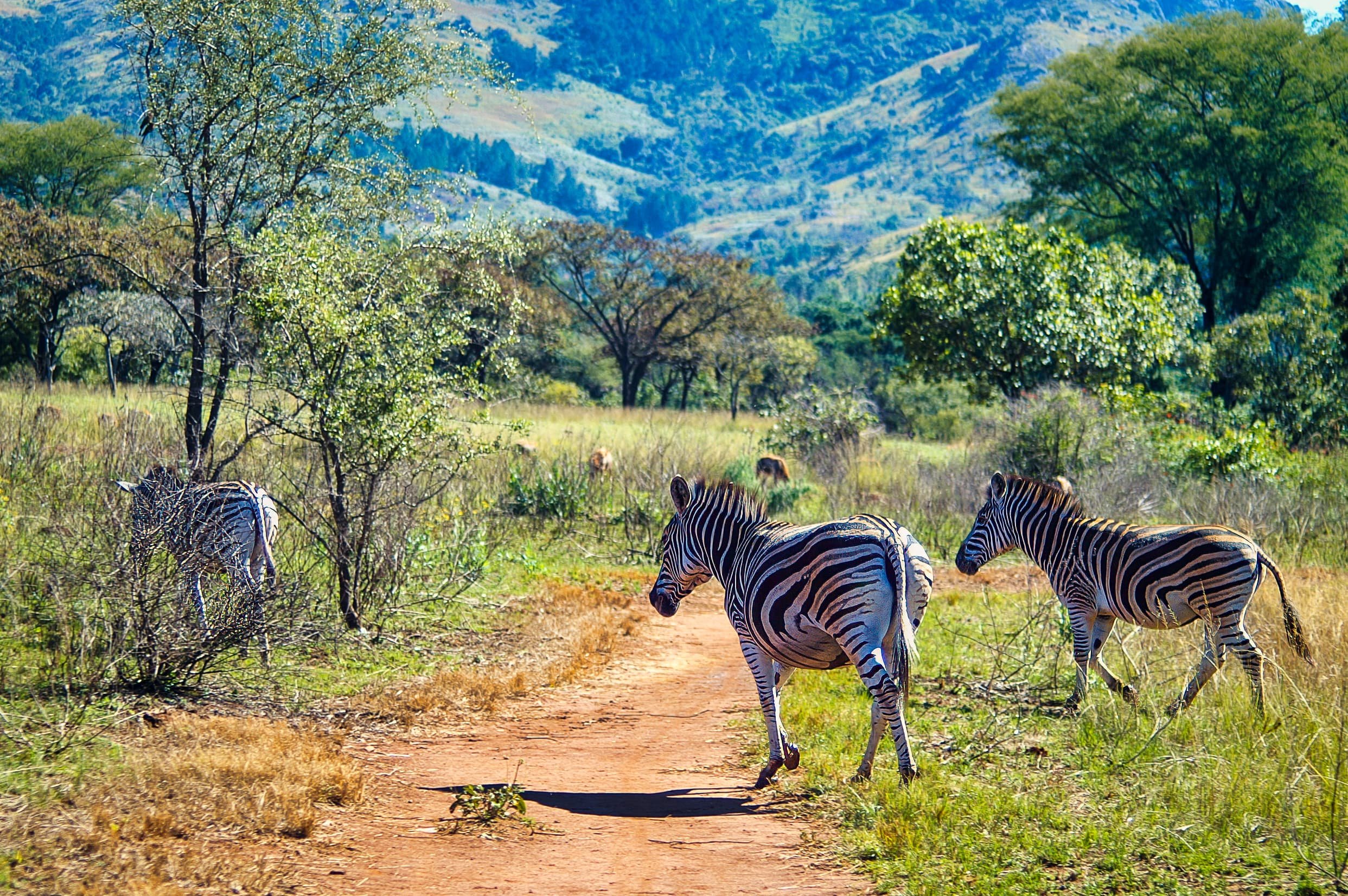Zuid-Afrika Swaziland_0221-bewerkt.jpg