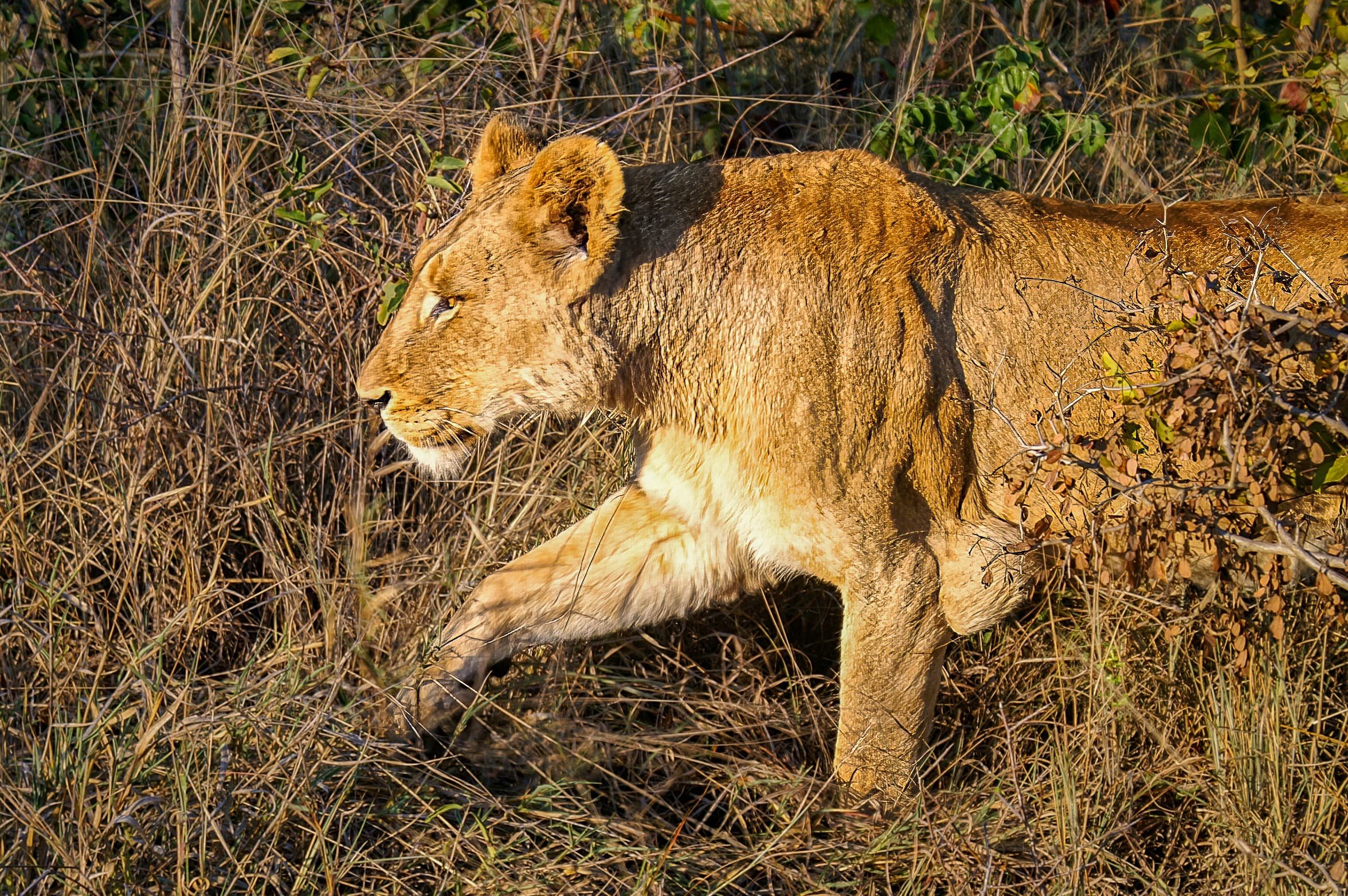 Zuid-Afrika Sabie Sand_0449-bewerkt-2.jpg