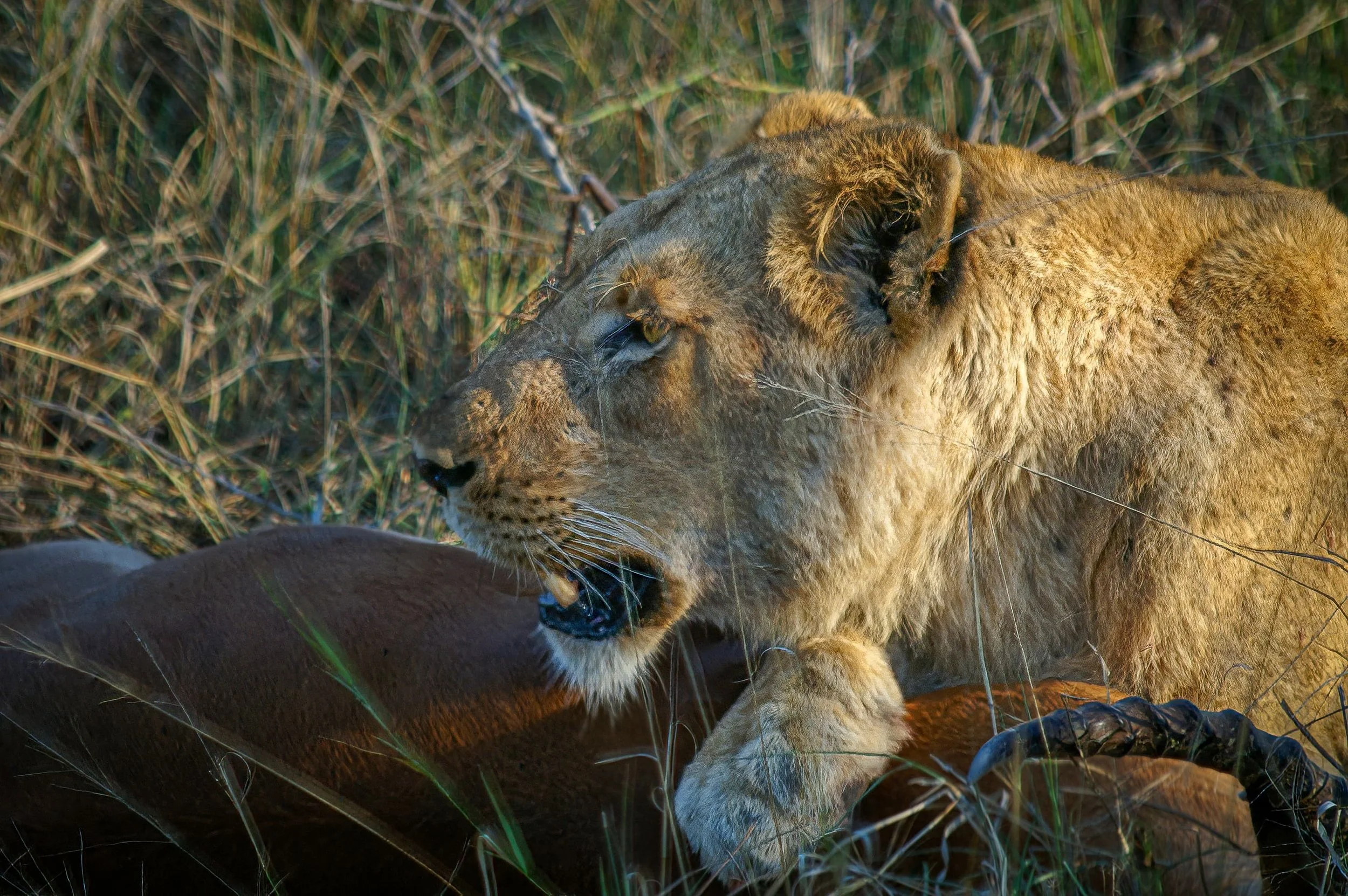 Zuid-Afrika Sabie Sand_0461-bewerkt-2.jpg