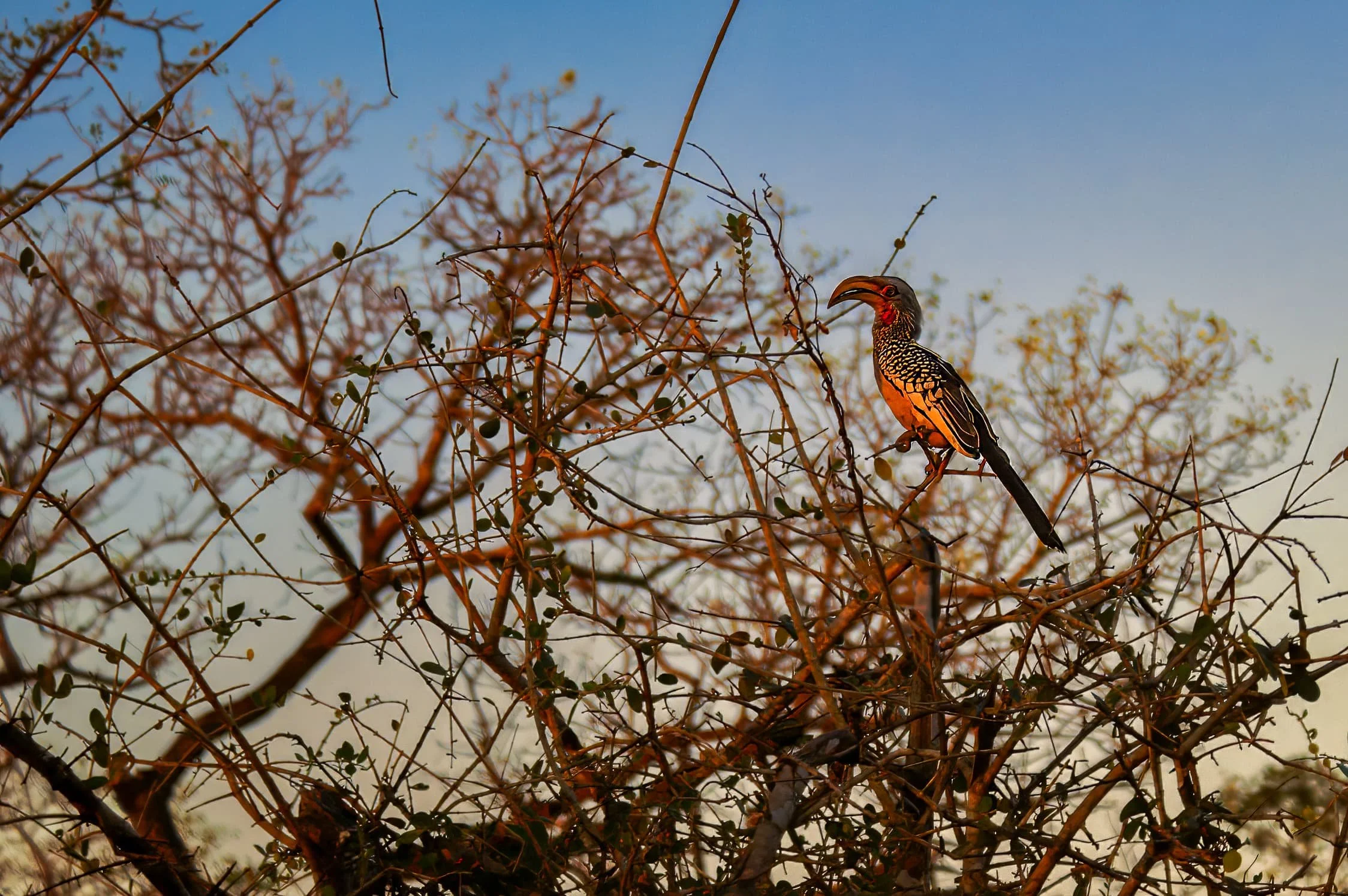 Zuid-Afrika Sabie Sand_0418-bewerkt-1.jpg