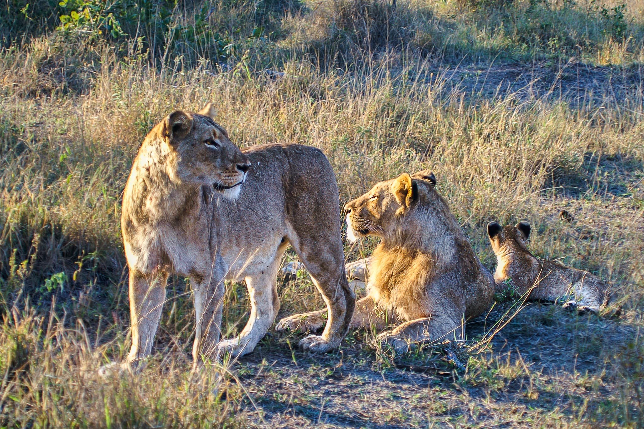 Zuid-Afrika Sabie Sand_0346-bewerkt-1.jpg