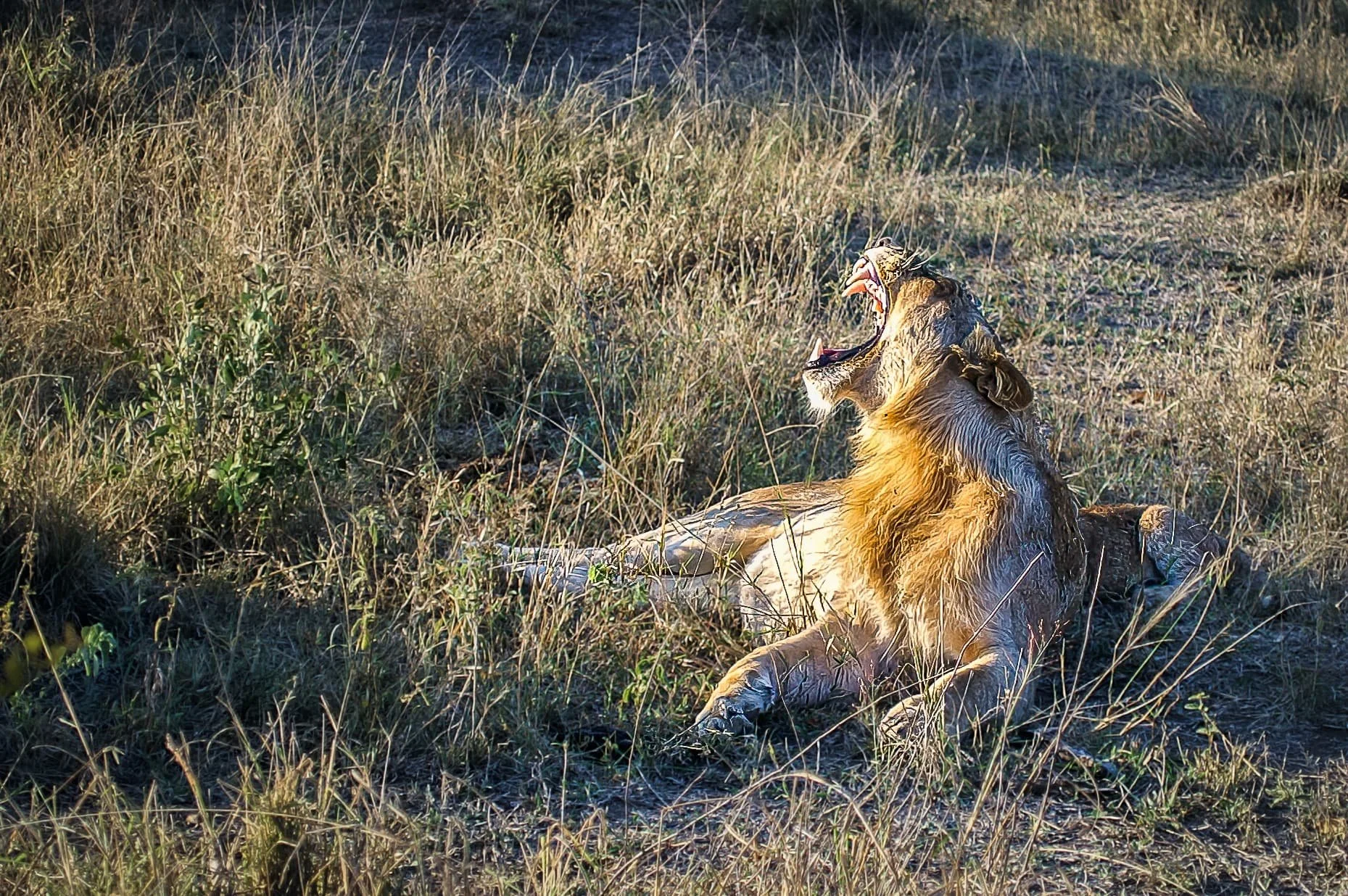 Zuid-Afrika Sabie Sand_0351-bewerkt-1.jpg