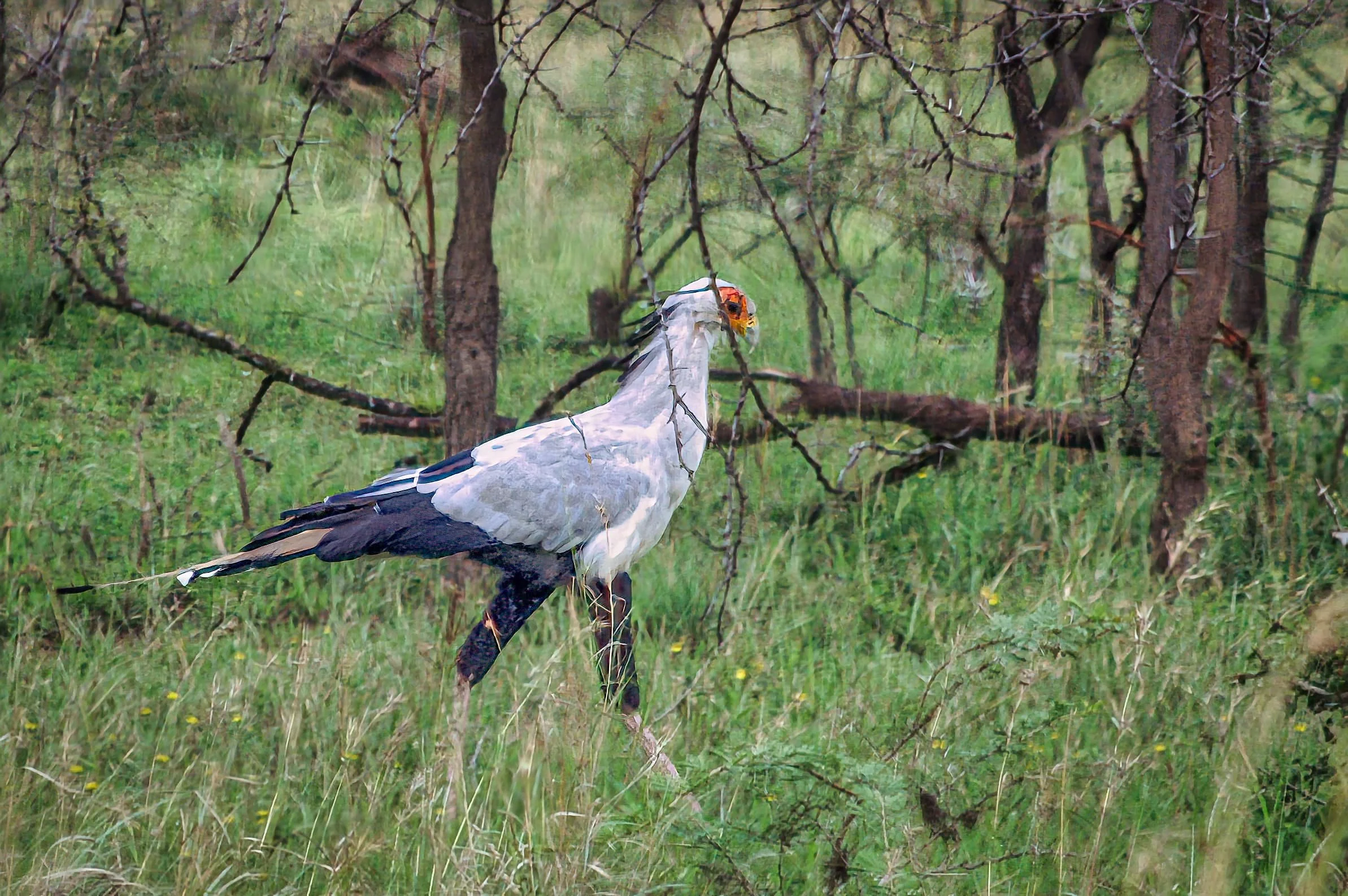 Zuid-Afrika St Lucia_0152-bewerkt.jpg