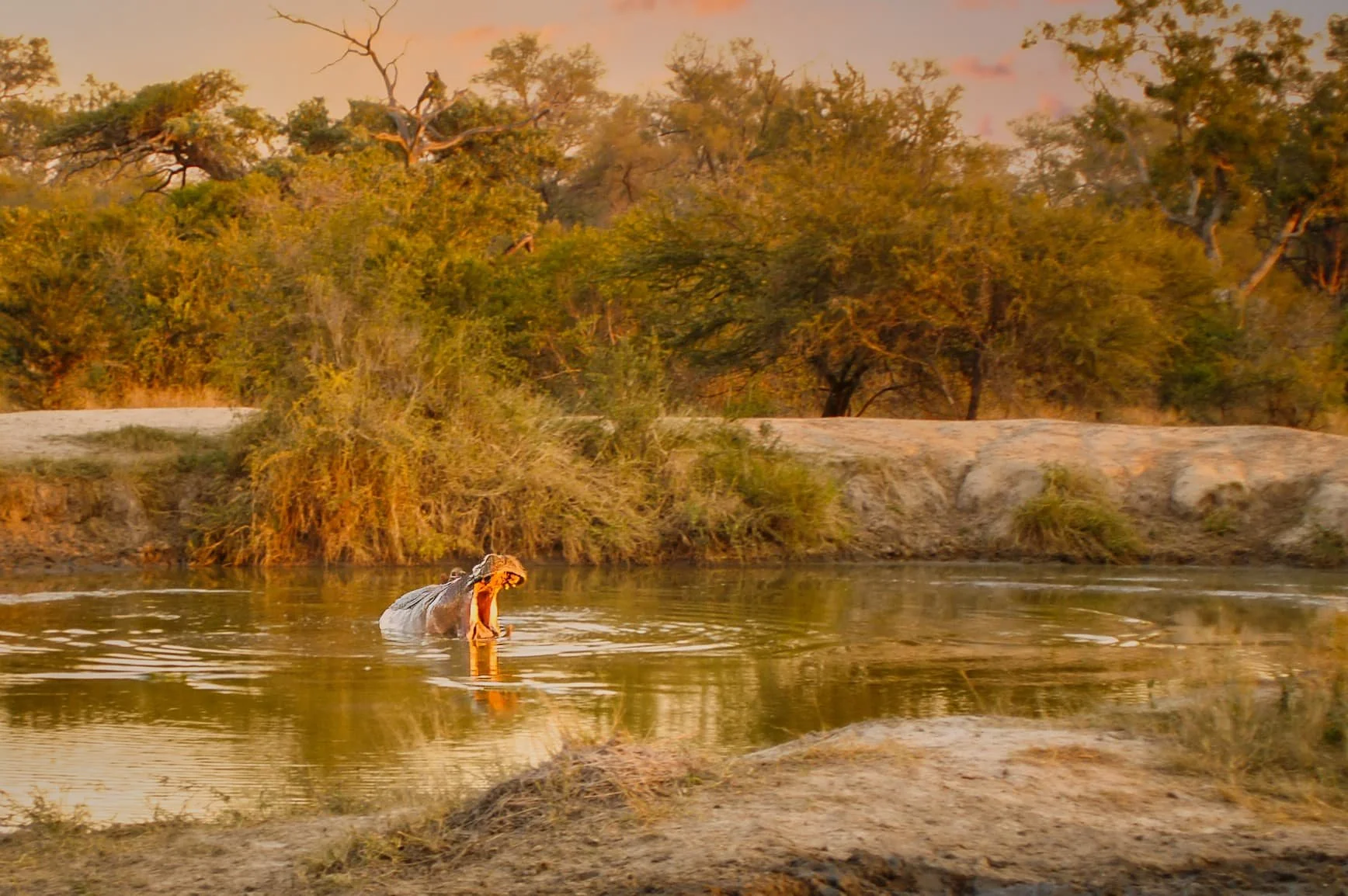 Zuid-Afrika Sabie Sand_0595-bewerkt-2.jpg