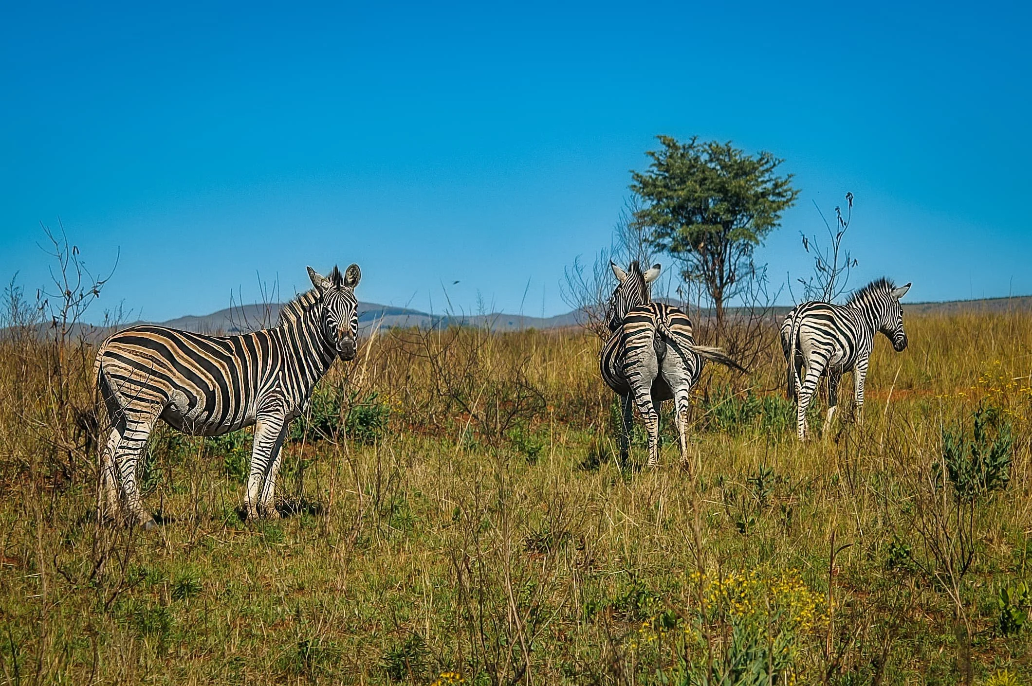 Zuid-Afrika Swaziland_0223-bewerkt.jpg