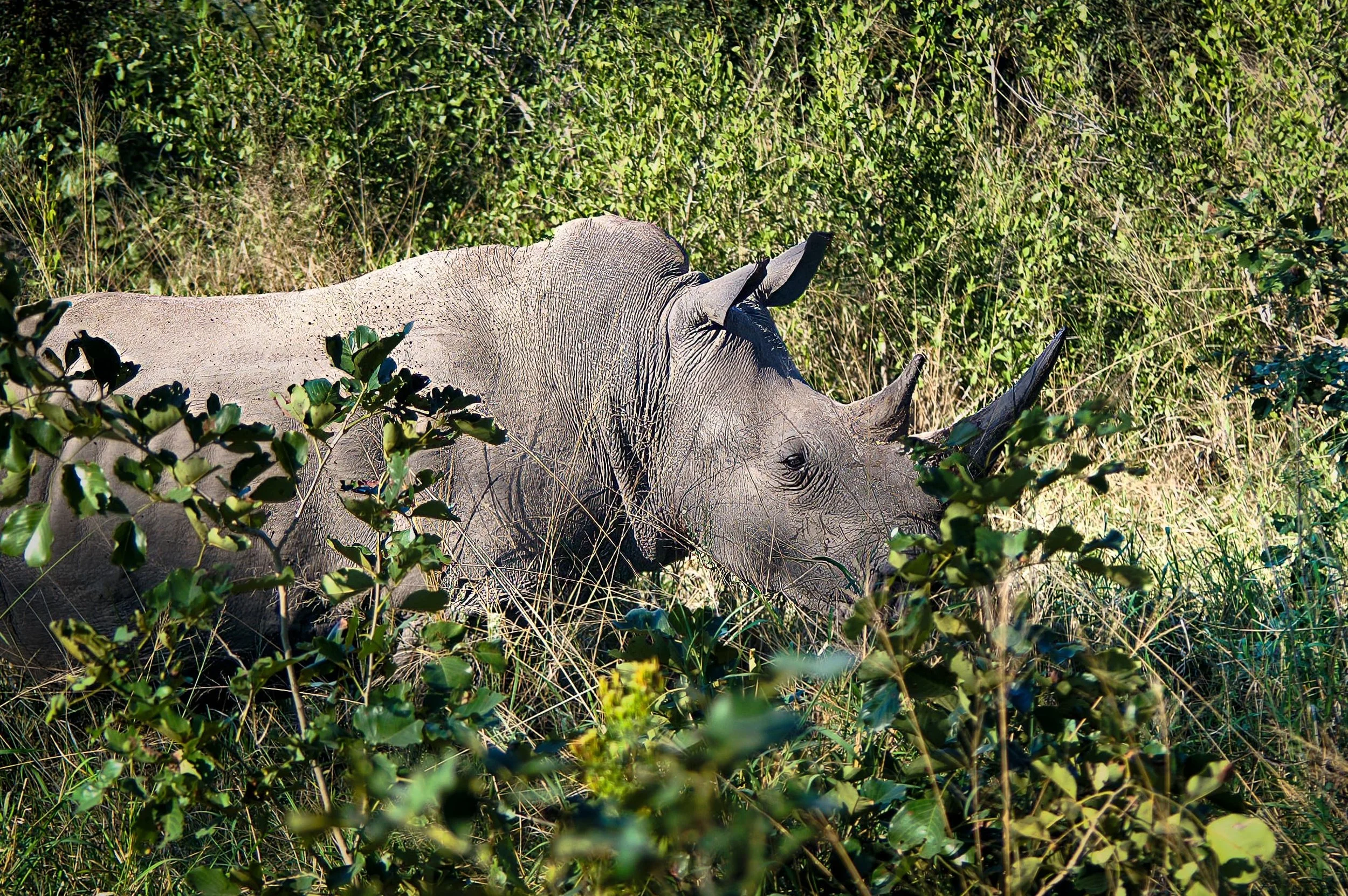 Zuid-Afrika Sabie Sand_0695-bewerkt-2.jpg