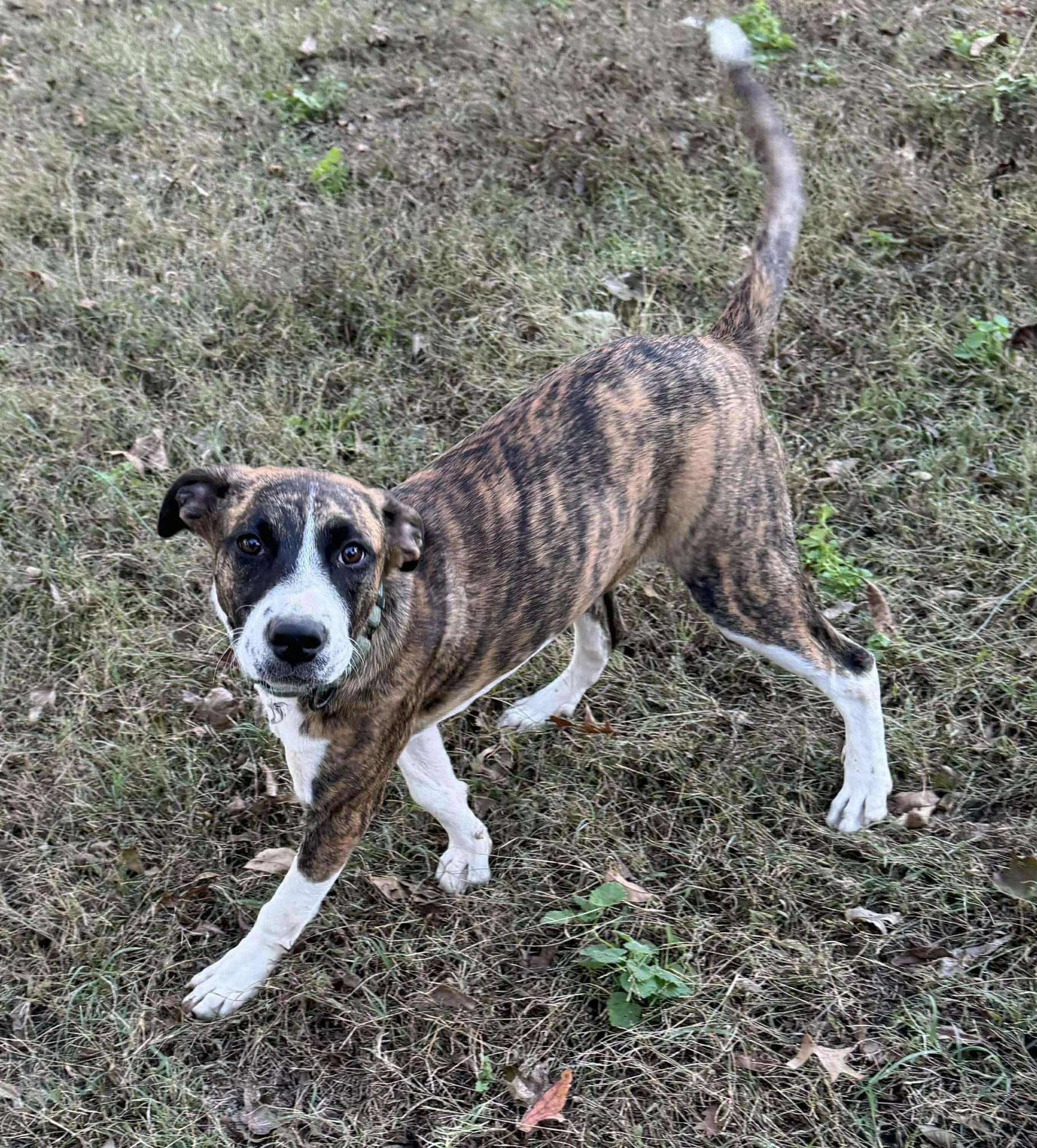 Sadie