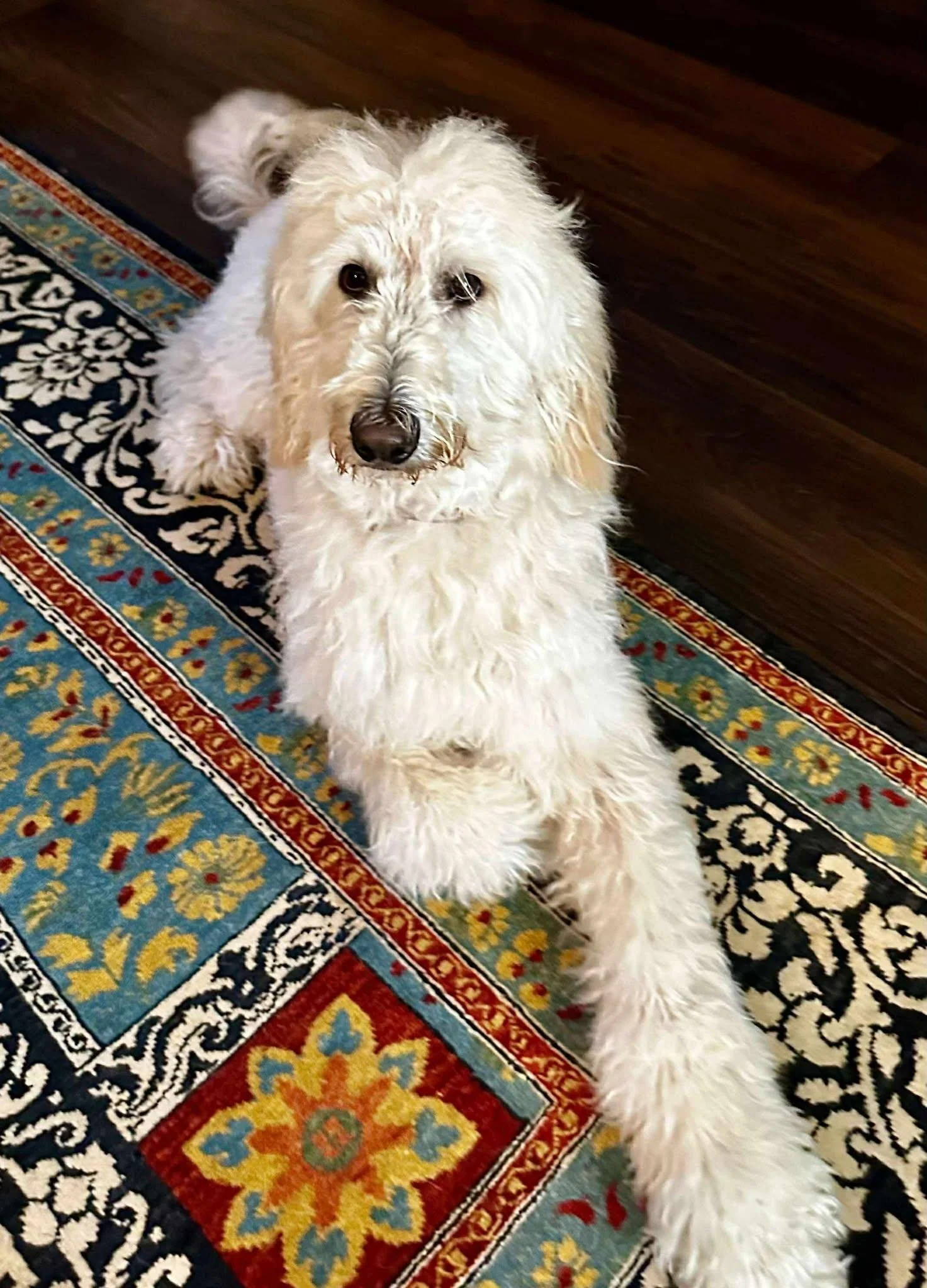 Phoebe