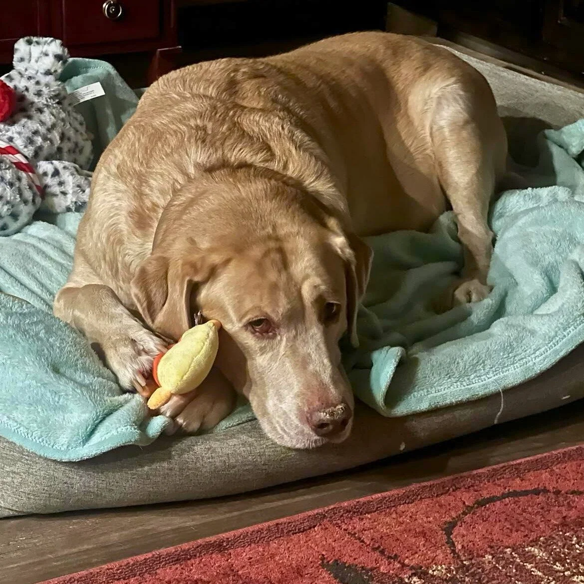 Dozer