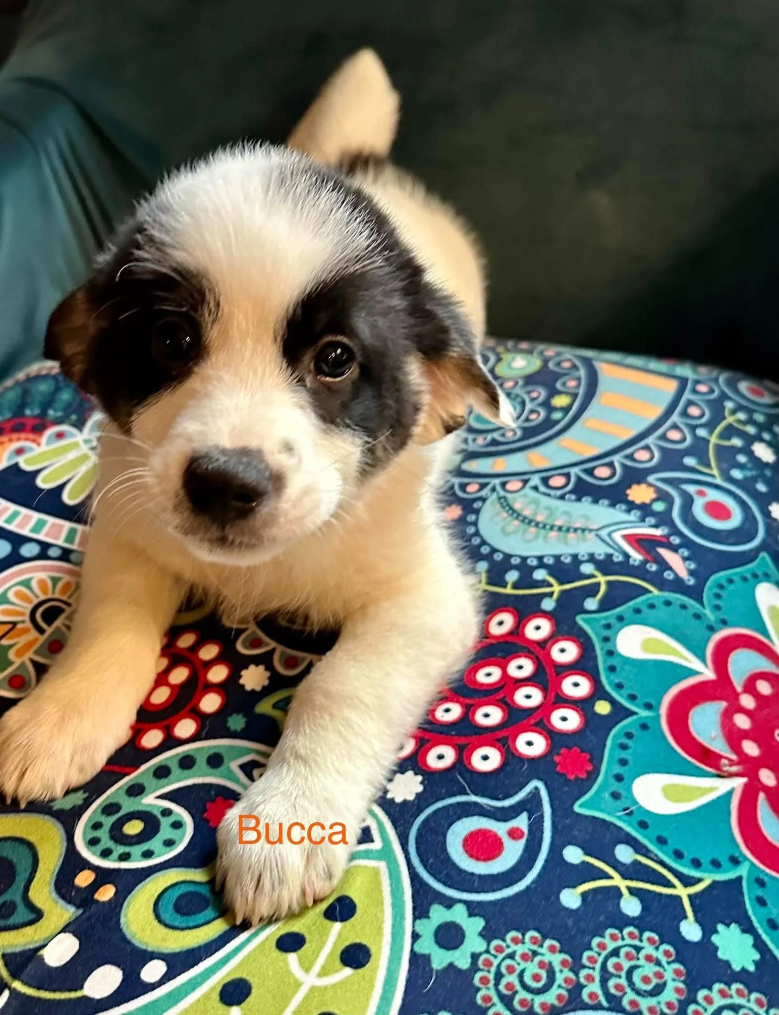 Bucca