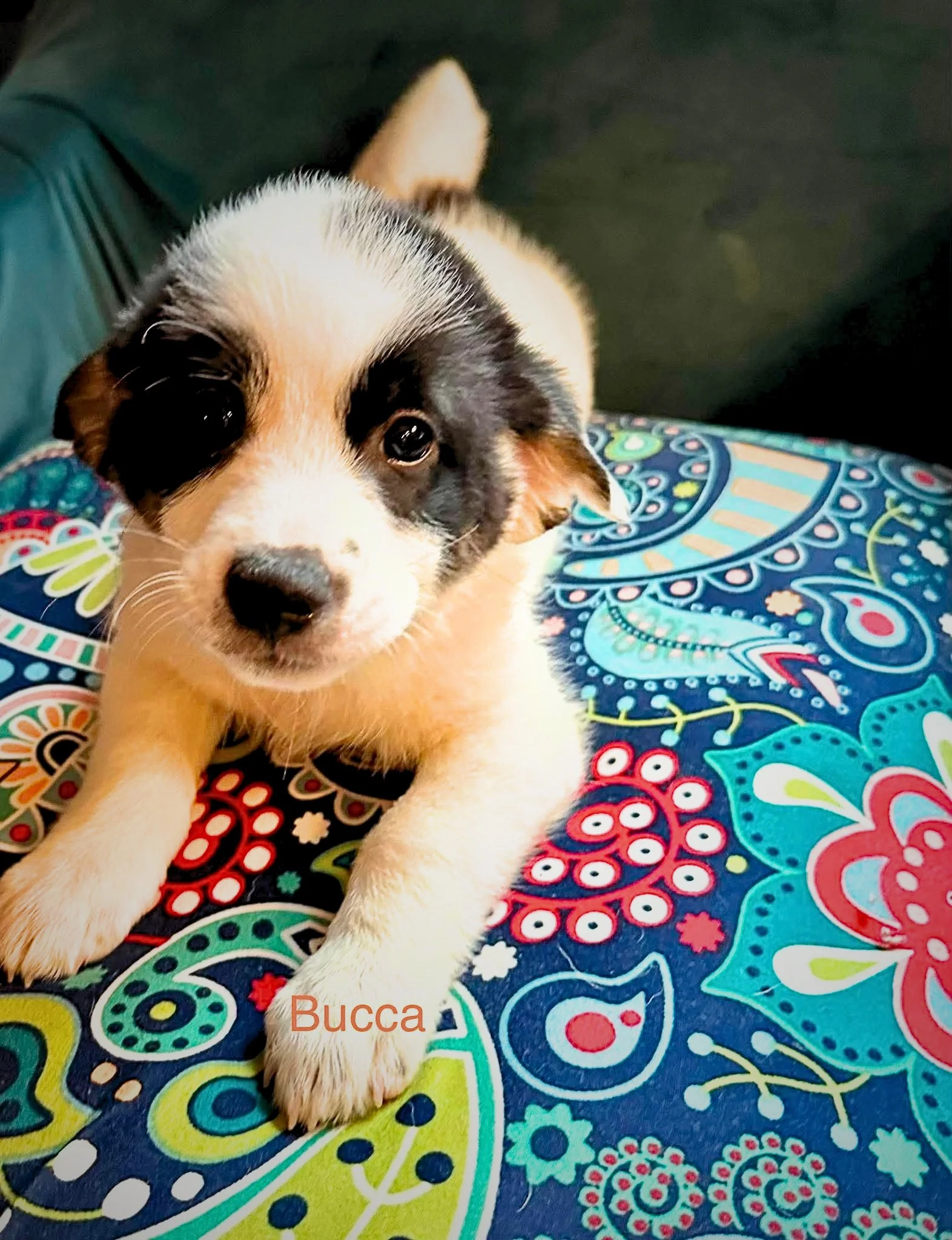 Bucca