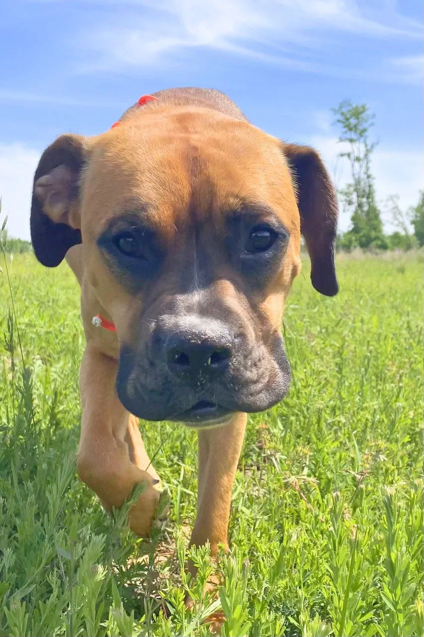 Max