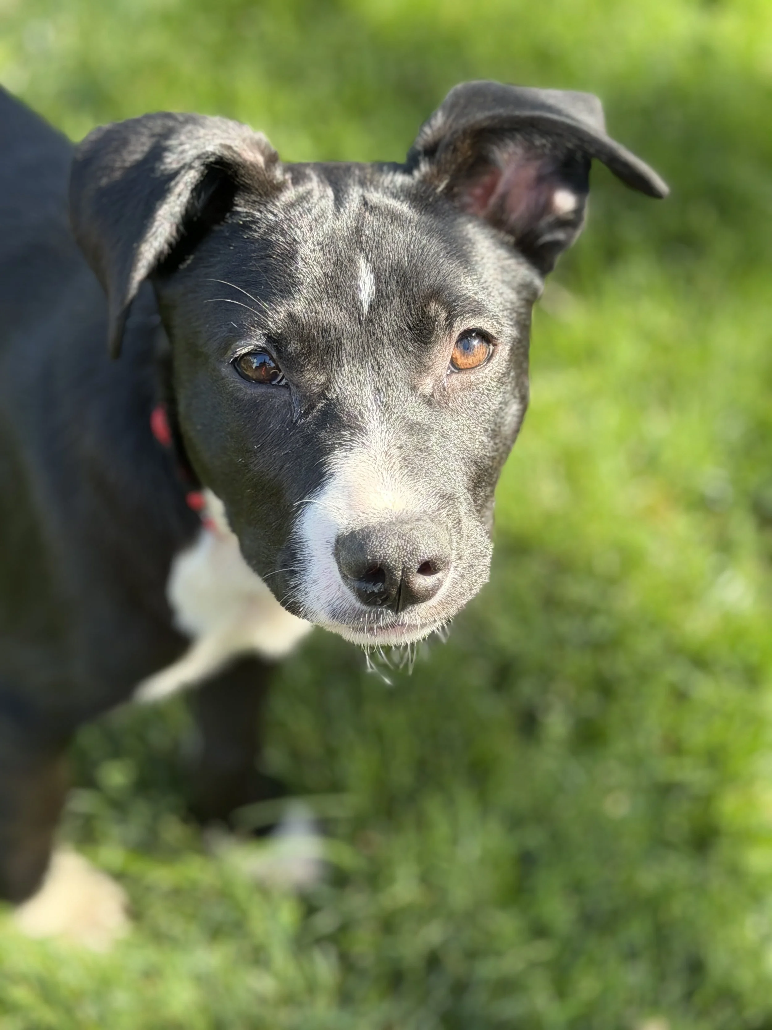 Scout