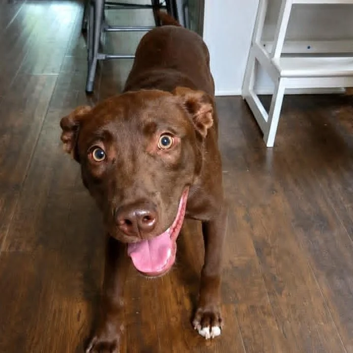 Finn