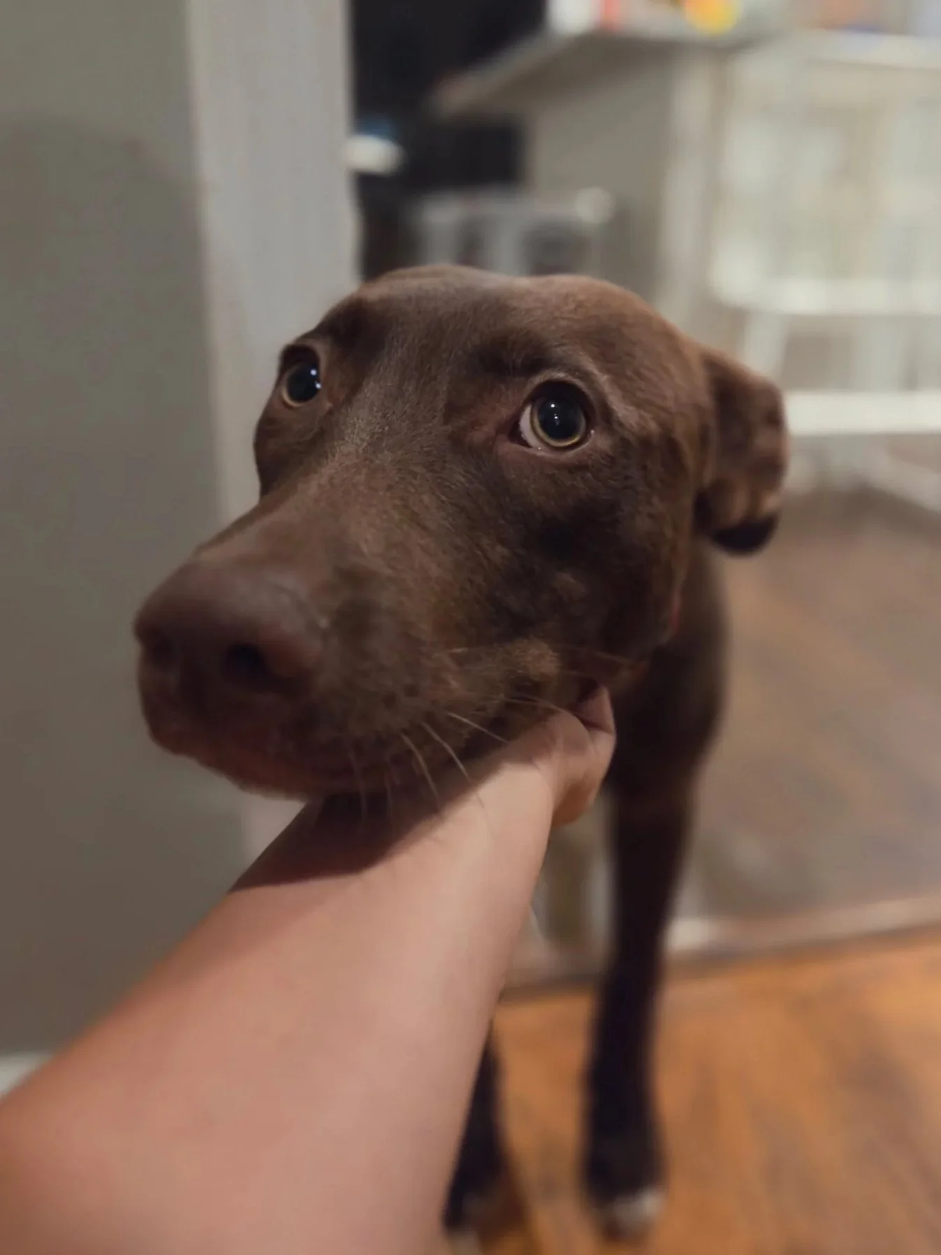 Finn