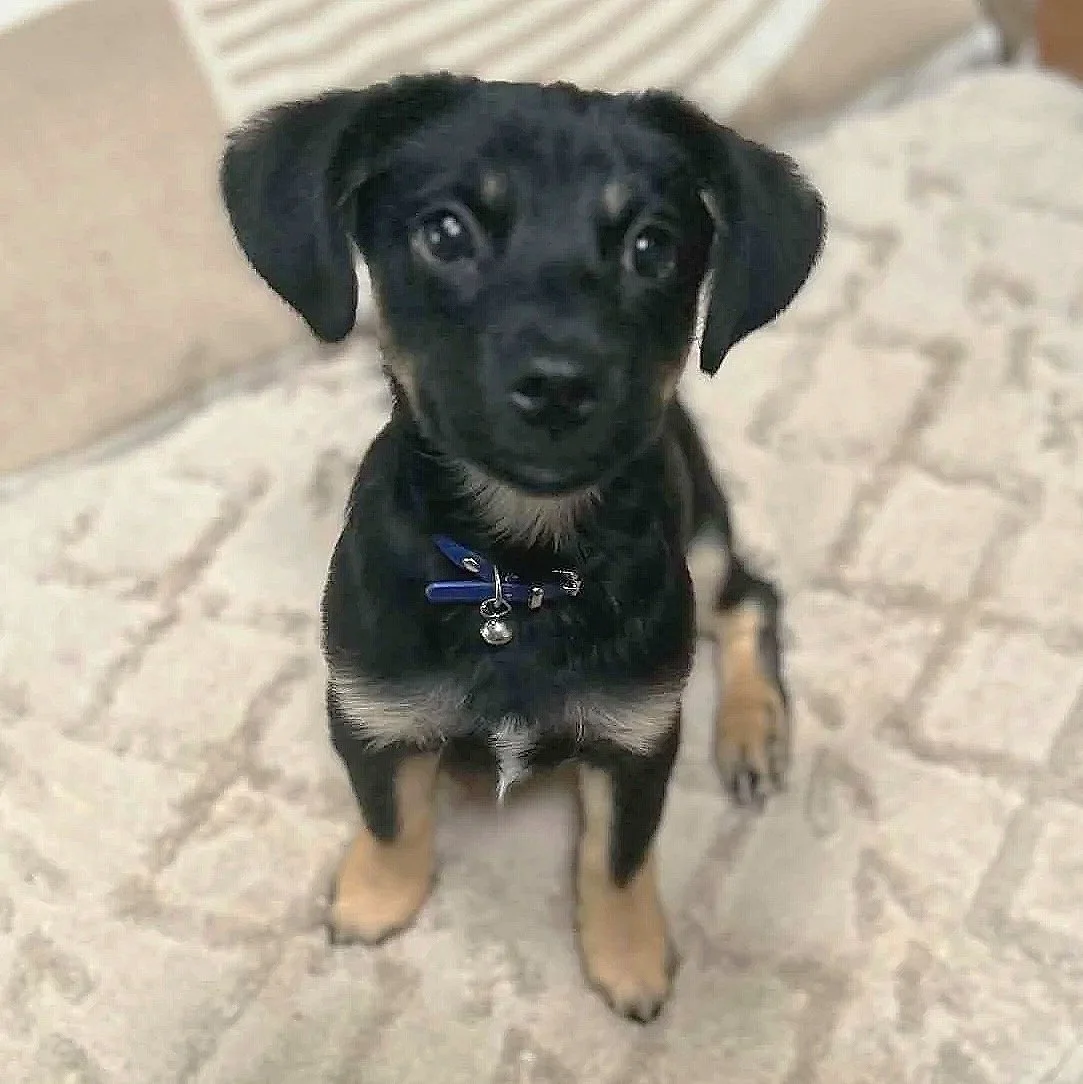 Rambo