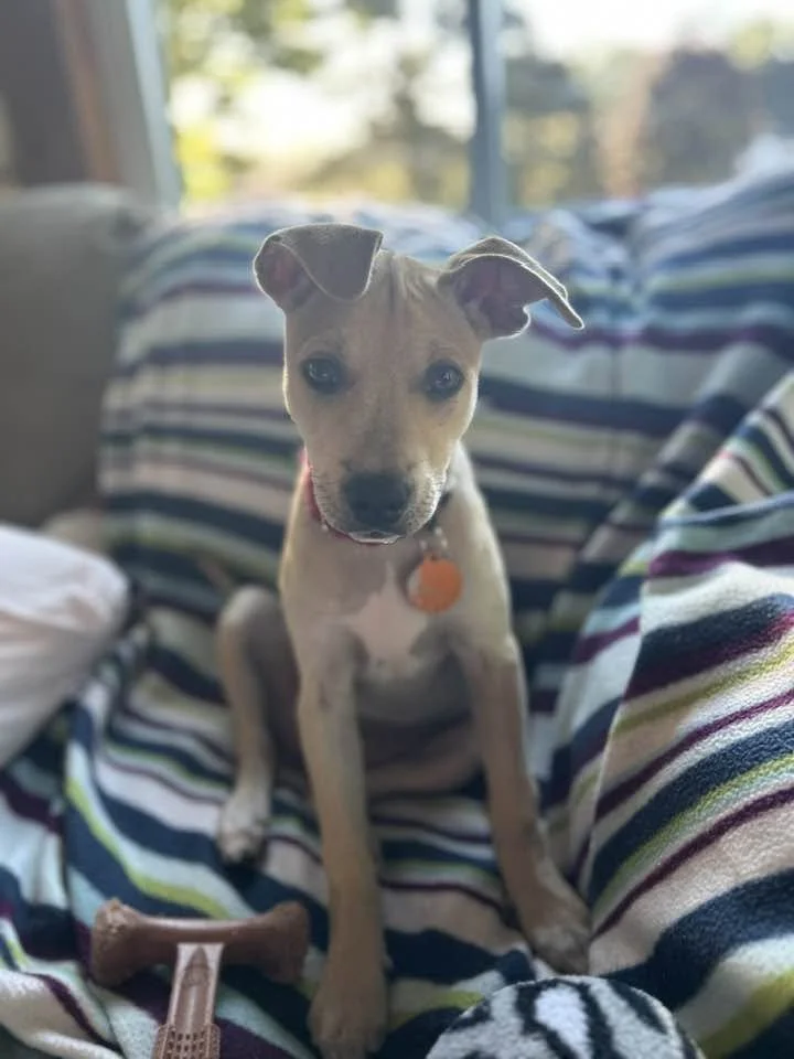Avery